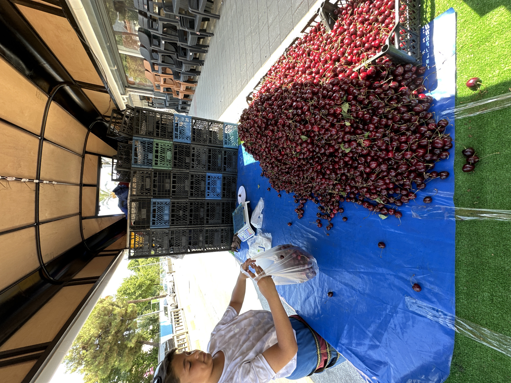 The image captures a street-side market stall in Fethiye, Turkey, likely selling fresh produce. A young person, appearing to be a vendor, is actively bagging a portion of a large pile of ripe cherries. The cherries are a deep red color and are piled high in a black plastic crate and spilling onto a bright blue tarp spread over a table. The vendor holds a clear plastic bag filled with cherries, preparing to complete a sale.
Behind the table, stacks of dark plastic crates are visible, suggesting a storage or transport system for the fruit. In the background, rows of stacked chairs are lined up, possibly for customers or for another vendor's setup. The scene is outdoors, with sunlight casting shadows and illuminating the vibrant colors of the cherries and the tarp. A digital scale is visible on the table, indicating the method of sale. Beyond the stall, a street is visible with parked cars and trees lining the side, hinting at a typical urban or semi-urban environment within Fethiye. The ground beneath the table appears to be covered with artificial turf, a common practice in some market setups for presentation.