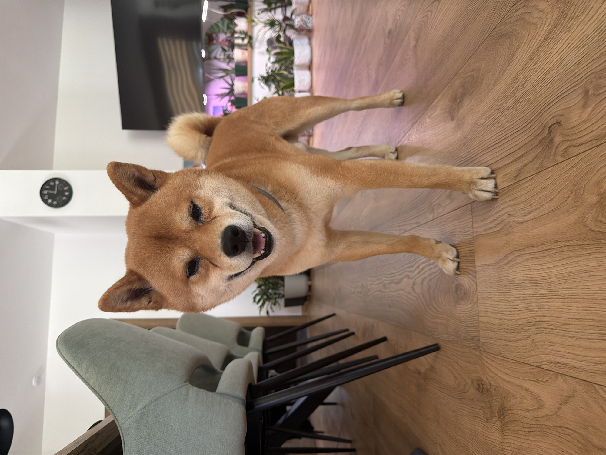 A medium shot captures a Shiba Inu dog standing on a polished wooden floor. The dog is a reddish-brown color with alert, pointed ears and a curled tail. It is looking directly at the camera with its mouth slightly open, appearing to smile. The background shows a dining area with several mint green chairs with dark metal legs. Further in the background, a wall with a black clock is visible, along with a large, dark television screen. A shelf displays an assortment of potted plants under soft lighting. The image appears to be taken inside a home in Priseltsi, Bulgaria.