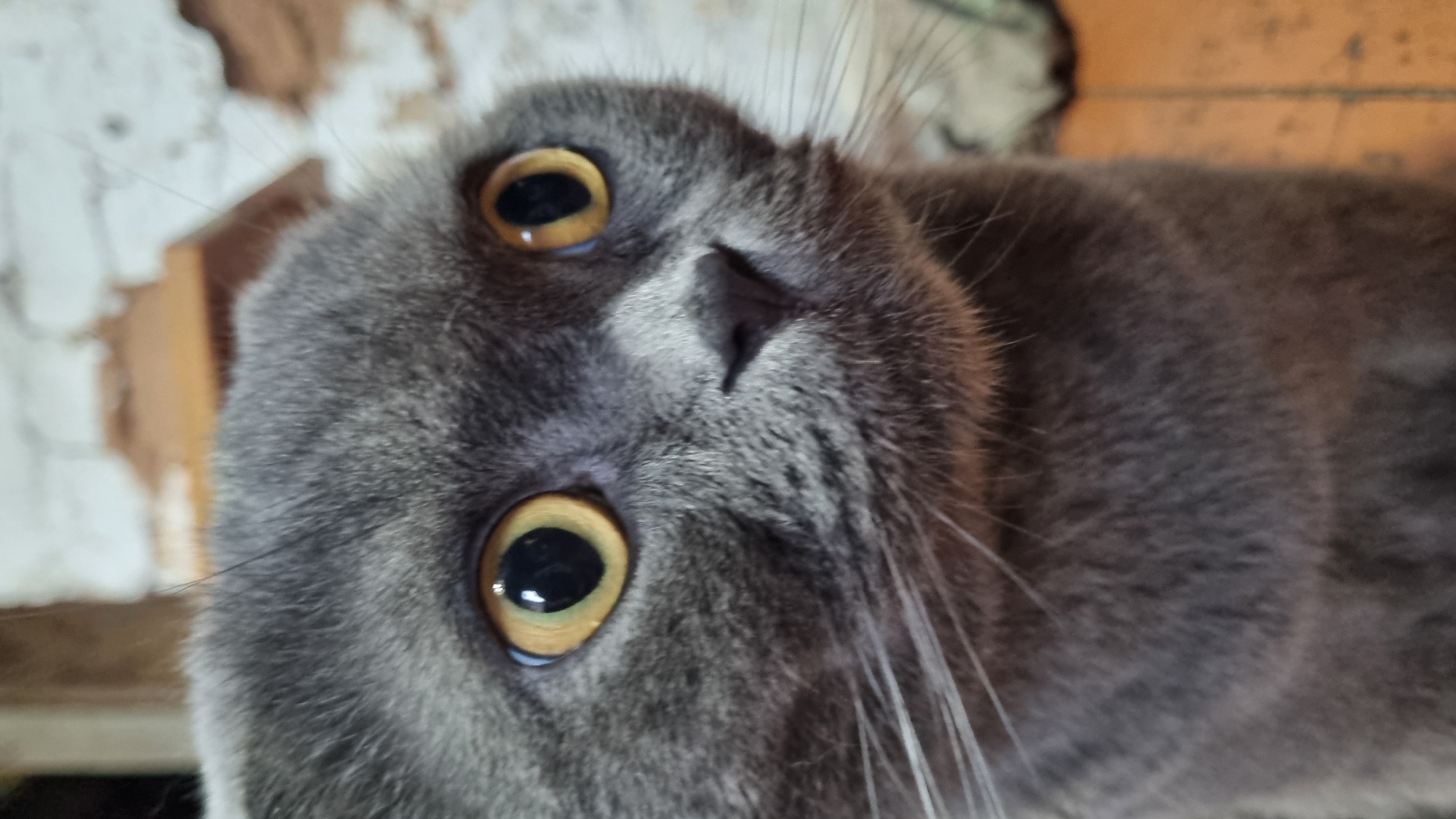 A close-up, eye-level, portrait shot captures the face of a grey Scottish Fold cat. The cat's large, round, yellow eyes are wide open, suggesting a curious or startled expression. Its ears are folded forward. The cat's nose is dark and small, with prominent white whiskers extending outwards. The background is blurred, showing hints of a brick wall and a wooden surface, indicating an indoor setting. The image is lit in a way that highlights the cat's facial features. The location is identified as Vysokoe, Russia.