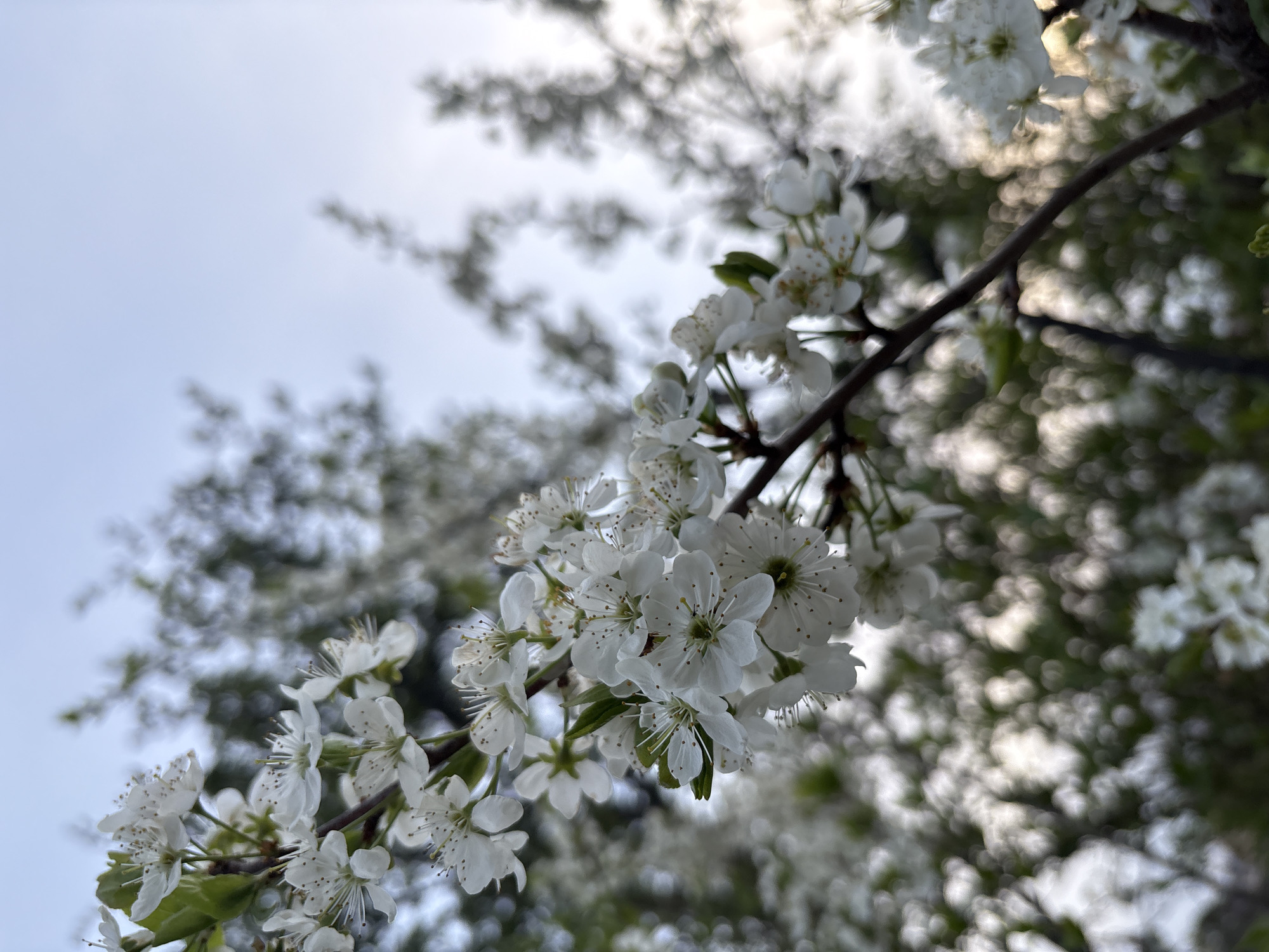 Here is a description of the image:
The image is taken from a low angle, looking up at a branch of a flowering tree. The tree branch is covered in white blossoms, and the background is a blurred mix of sky and other branches of the tree. The scene appears to be outdoors during the daytime. The location, city of Chaikovsky, Russia is not visibly discernible from the photograph. Therefore, this detail cannot be confirmed through visual evidence from the photograph.