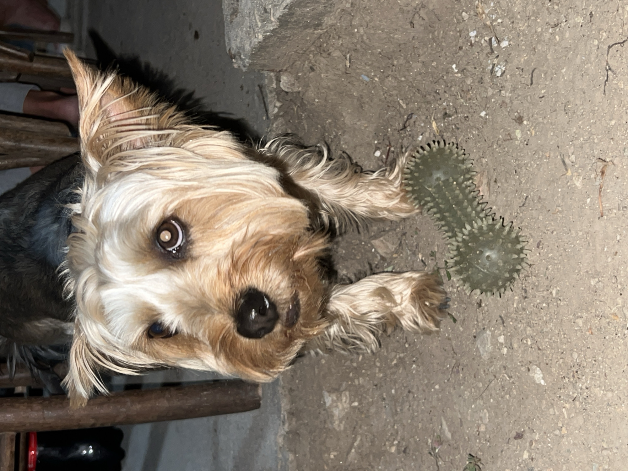 A small, tan and gray Yorkshire Terrier dog stands on sandy soil in front of a weathered wooden structure. The dog has its ears perked and is looking directly at the camera with brown eyes. Its fur is disheveled, particularly around its face and ears. In the foreground, on the soil, are two textured, green, spiky dog toys. The background is dimly lit, showing parts of wooden furniture and the legs of at least two individuals sitting. The ground is uneven and appears to be outdoors, possibly in a yard or patio area in Akandzhievo, Bulgaria.