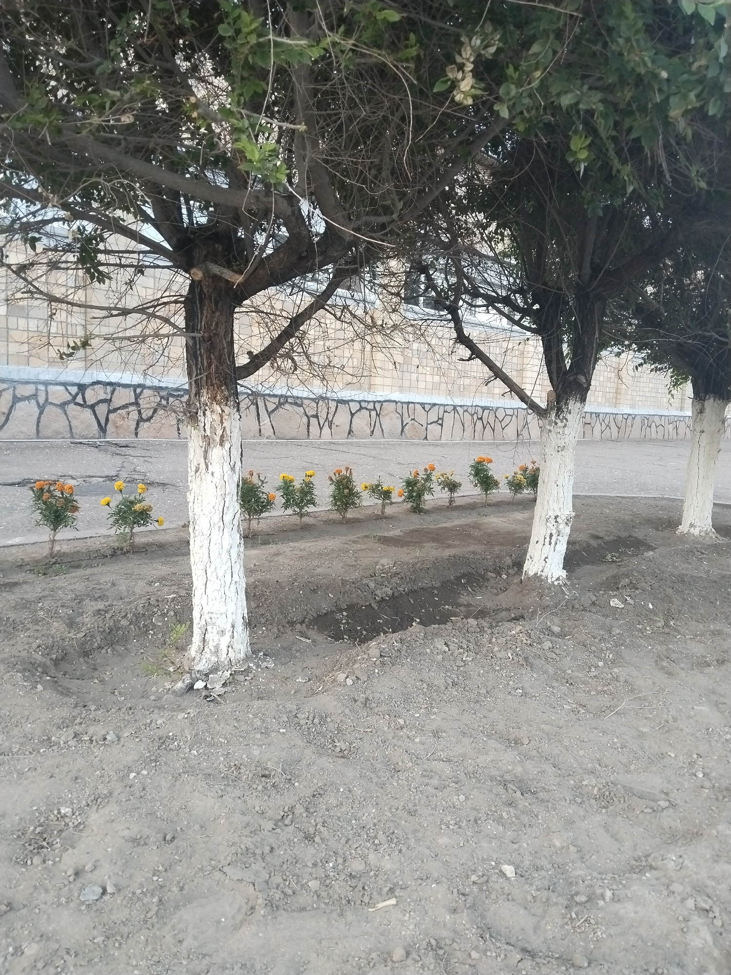 In an outdoor, daytime scene, a row of trees with trunks painted white near their bases stands in front of a textured wall. In the foreground, a patch of disturbed soil is visible, suggesting recent digging. A line of small, flowering plants with orange and yellow blossoms is situated between the trees and the paved area beyond. The ground appears to be a mix of dirt, gravel, and small stones. The sky is not visible in the frame, but the lighting suggests it is overcast or late in the day.