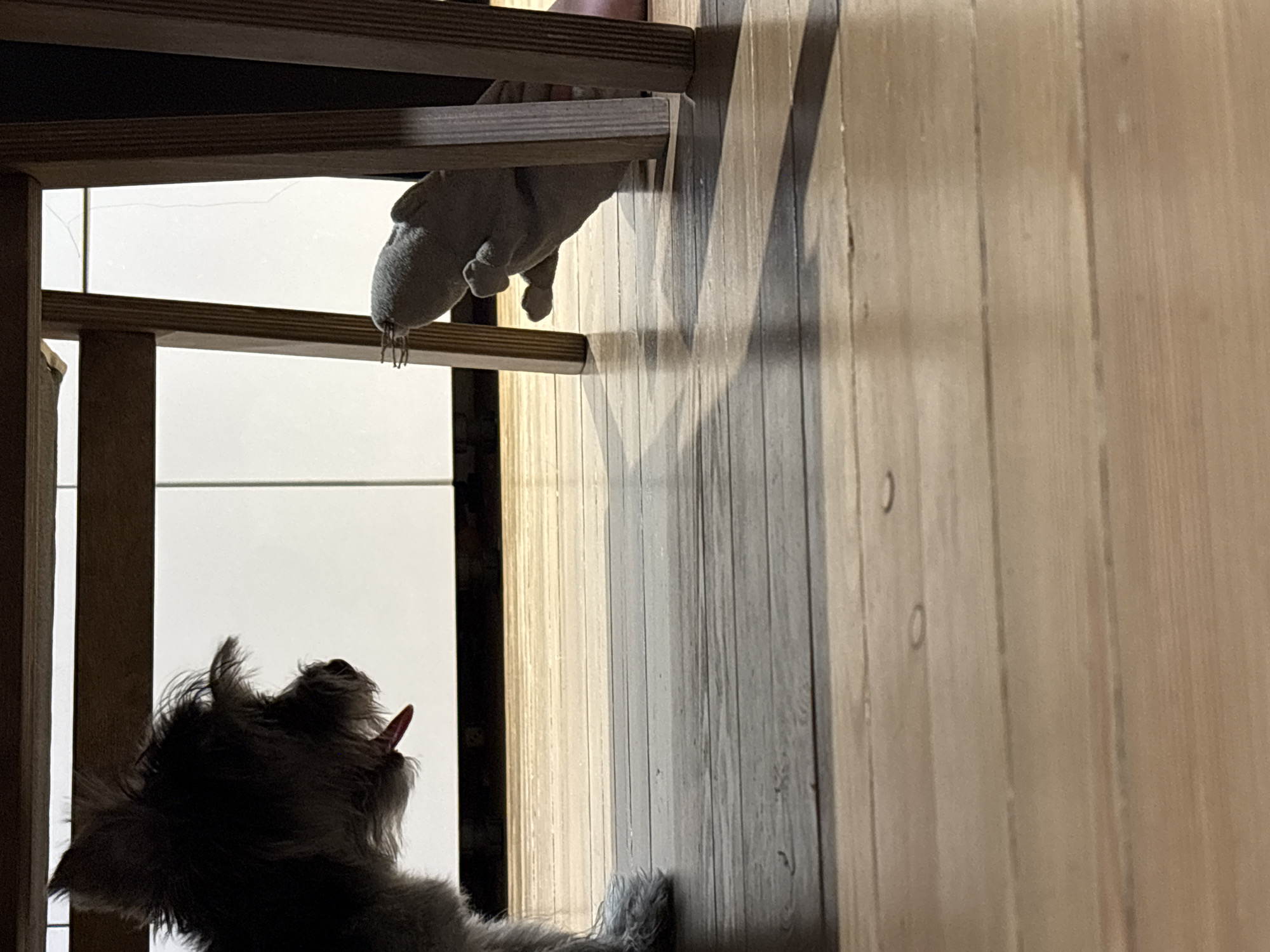 A small, terrier-type dog is shown from a low angle, its mouth open and tongue visible. Above the dog, a grey stuffed animal toy, possibly a mouse or rat, is suspended from a wooden structure that appears to be a chair or table. The background includes a white wall and a wooden wall with vertical planks. The location is Chaikovsky, Russia.