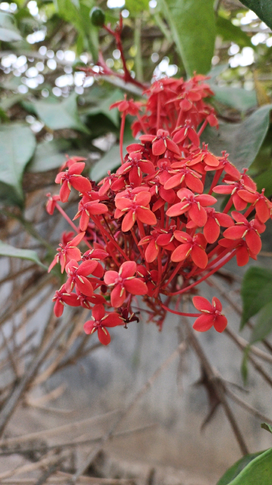 A cluster of small, vibrant red flowers with yellow centers hangs from a stem. The flowers are clustered together, with some individual blossoms slightly separated from the main group. The background is out of focus, showing green leaves and a blurred, textured surface that appears to be a wall or natural stone. The overall impression is of a close-up, nature-oriented photograph.
The image depicts a flowering plant, likely in a garden or natural setting. The specific location in Campurdarat, Indonesia, is not discernible from the visual elements of the photograph alone. The scene is static and focuses solely on the botanical subject. There are no people, animals, or any discernible human activity present in the image. The lighting suggests it is daytime, with natural light illuminating the flowers. The environment appears to be outdoors, with the presence of foliage and a natural or man-made textured background.