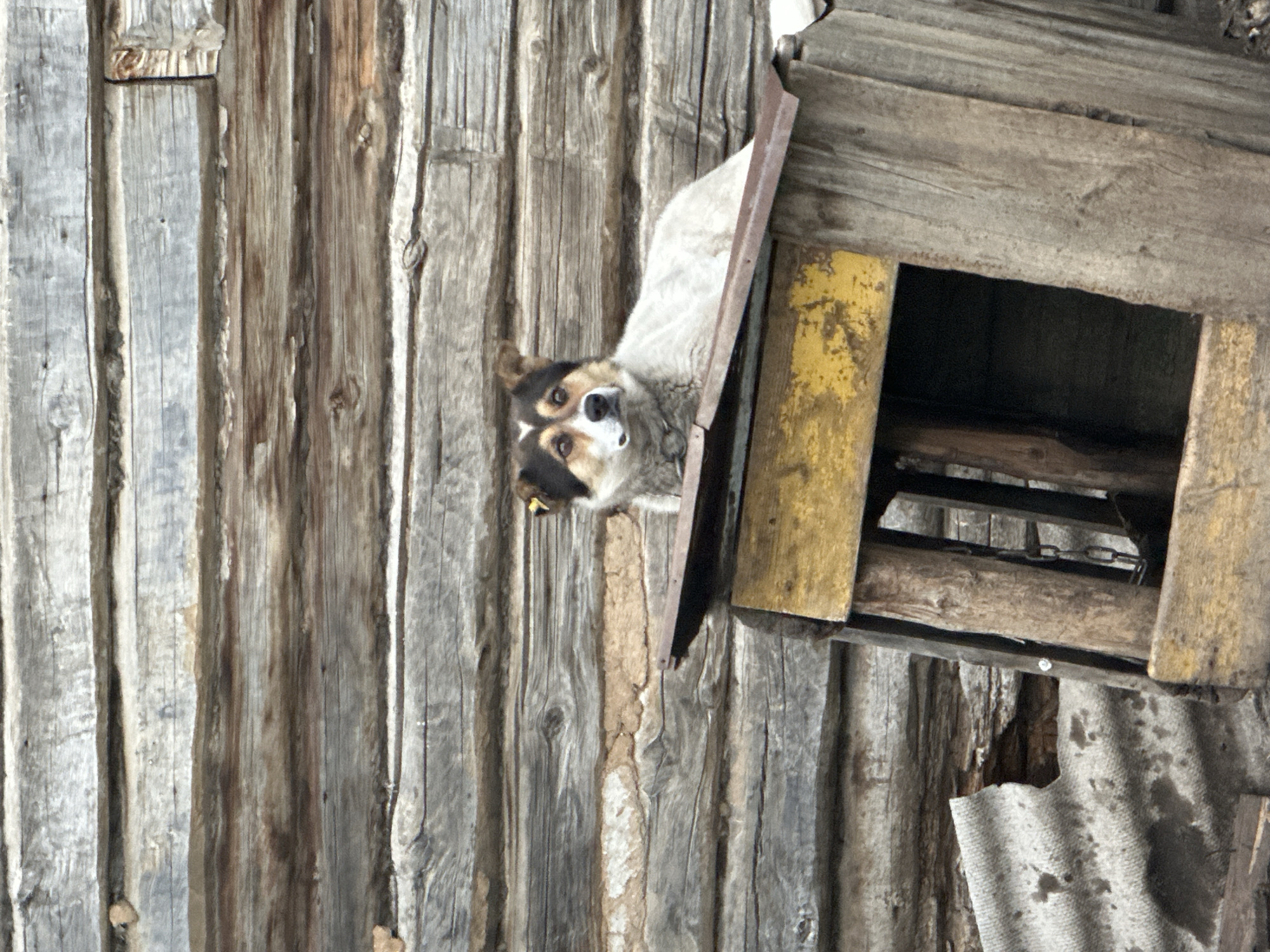 A medium shot captures a domestic dog, a mixed breed with tan and white fur and dark markings around its eyes and ears, resting on top of a dilapidated wooden doghouse. The doghouse is partially constructed from weathered planks and features a yellow-painted opening. The dog is looking directly at the camera with a neutral expression. Behind the doghouse, a wall constructed of horizontal, weathered logs forms the backdrop. The environment appears rural or semi-rural, with a rough, unpaved surface visible in the foreground. The overall scene conveys a sense of rustic simplicity. The image is undated and unlocated.