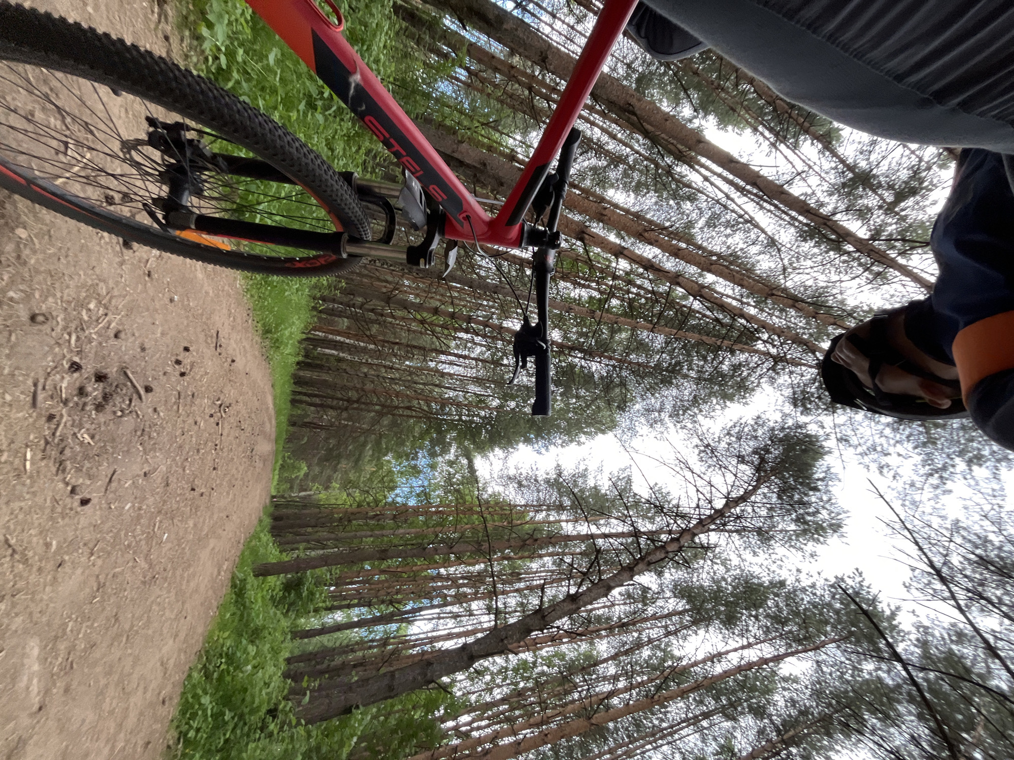 The image depicts a first-person perspective of a person riding a red bicycle on a dirt path through a pine forest. The rider's legs, wearing dark pants, are visible in the foreground, along with a portion of the bicycle's frame, handlebars, and front wheel. The path is sandy with scattered pinecones and debris. Tall, slender pine trees with a dense canopy line both sides of the path, creating a dappled light effect. The sky is overcast. The scene is consistent with an outdoor recreational area, possibly a park or trail, in a location like Chaikovsky, Russia, known for its forested landscapes and outdoor activities.