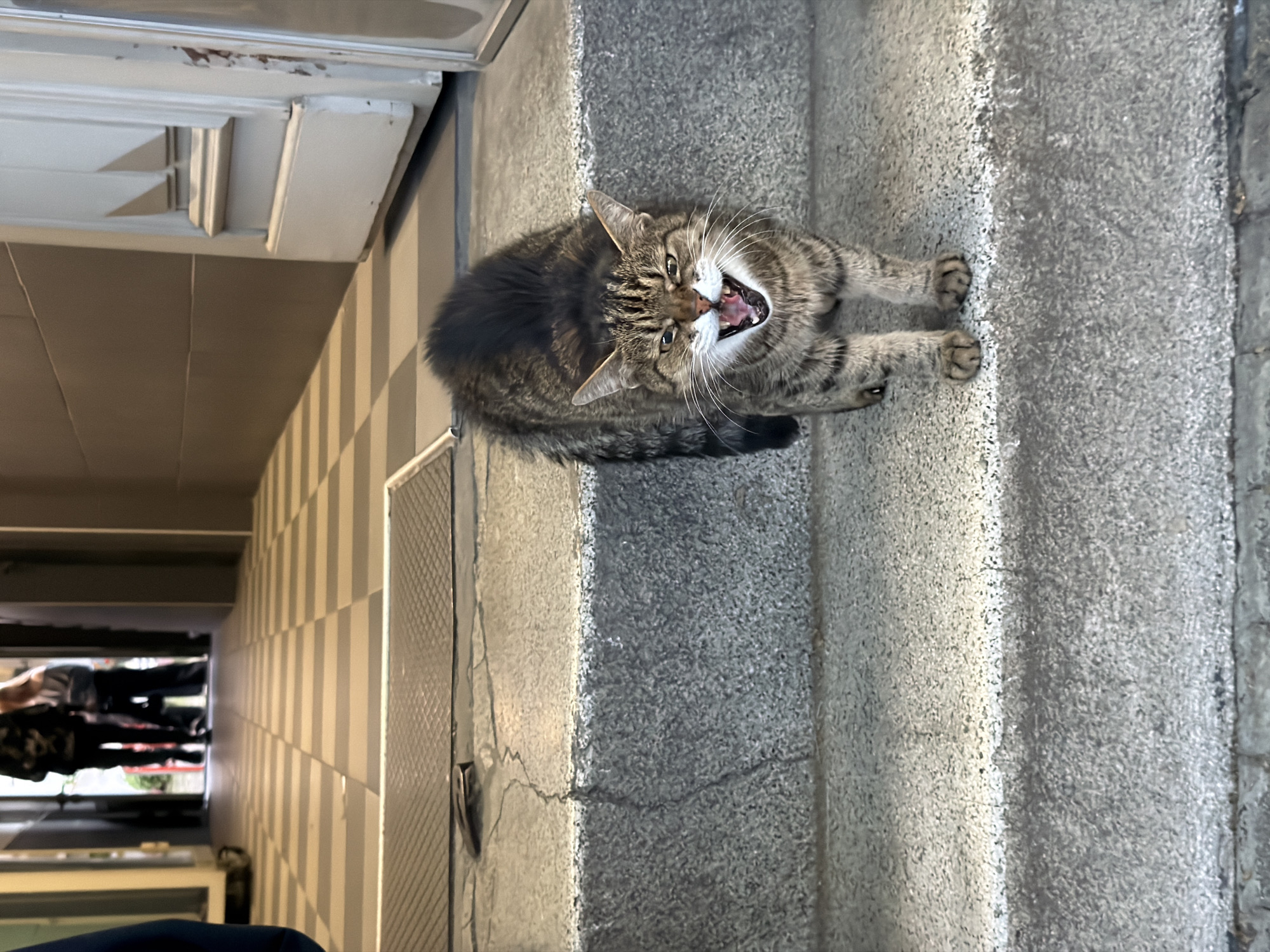 A medium shot shows a tabby cat standing on a concrete step, mouth open, and apparently hissing or yowling. The cat's fur is a mixture of dark brown and gray stripes. It has white whiskers and pink gums. The concrete step has a rough, textured surface and is gray. The cat is positioned on the edge of the step. In the background, a tiled hallway is visible, with vertical white stripes on the tiles. The hallway appears to lead to an opening with people standing in the distance. The scene appears to be in Belgrade, Serbia.