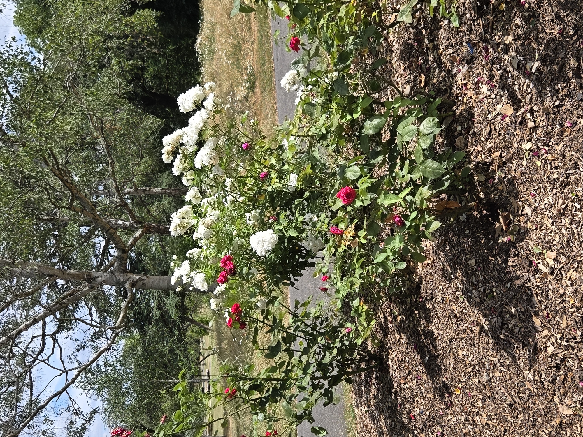 The image depicts a garden scene with a focus on rose bushes in bloom. There are multiple rose bushes, some laden with white flowers and others with red flowers. The ground is covered with mulch and fallen rose petals, and a paved path runs behind the bushes. In the background, trees and a grassy area are visible, suggesting an outdoor public space. The overall impression is one of a well-maintained garden on a sunny day. The specific location in London, United Kingdom, cannot be determined from the visual information provided.