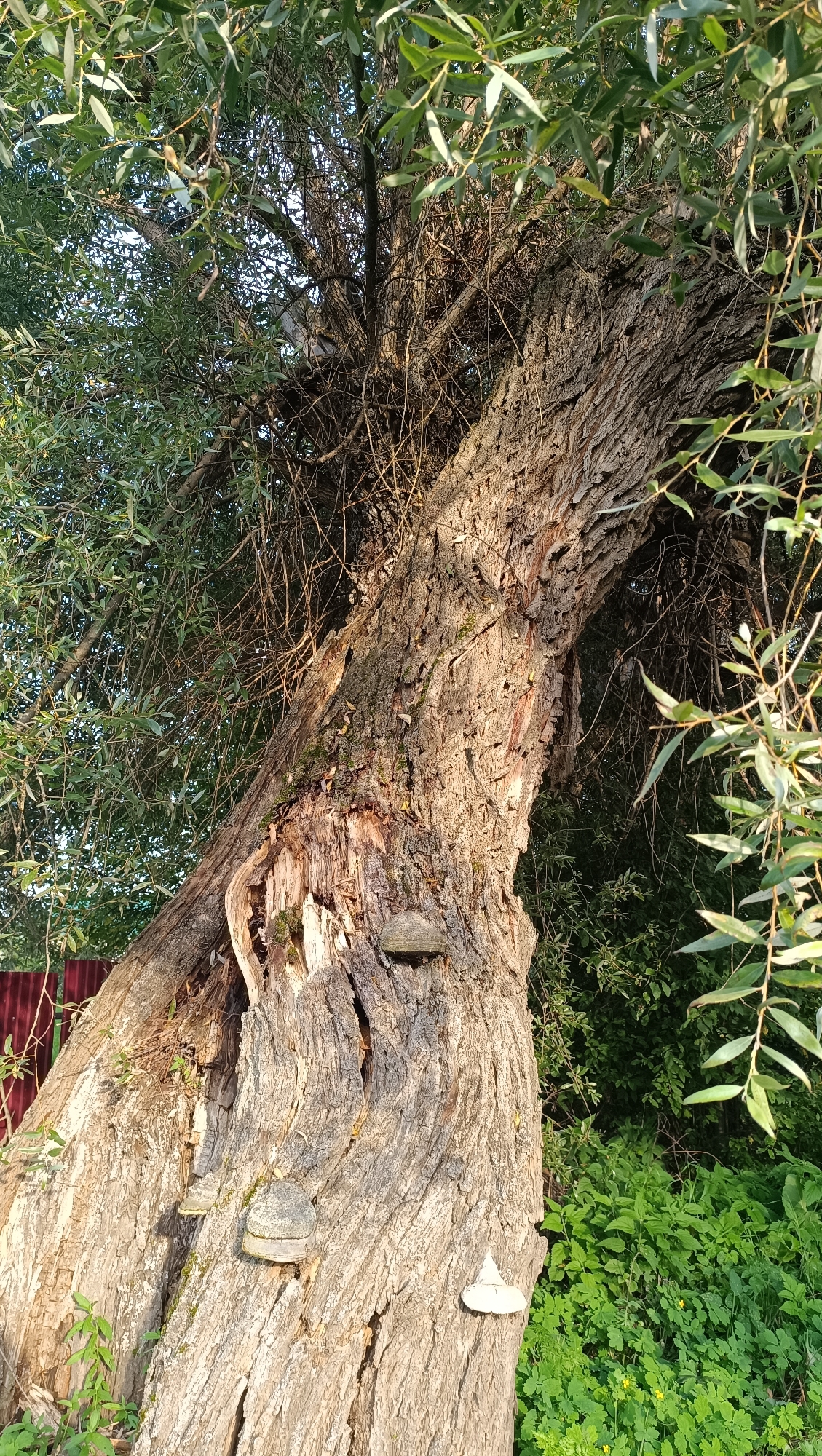 The image shows a large, old, gnarled tree trunk with rough, textured bark, possibly a willow, in Karsha, Russia. The tree has a large cavity or split in its trunk, revealing broken wood and moss. Several bracket fungi are growing on the trunk. Lush green foliage surrounds the tree, with hints of a red fence in the background and more greenery and some small yellow flowers at the base. The lighting suggests it is late afternoon, with sunlight casting shadows and highlighting the tree's texture. There are no people or animals visible in the image.