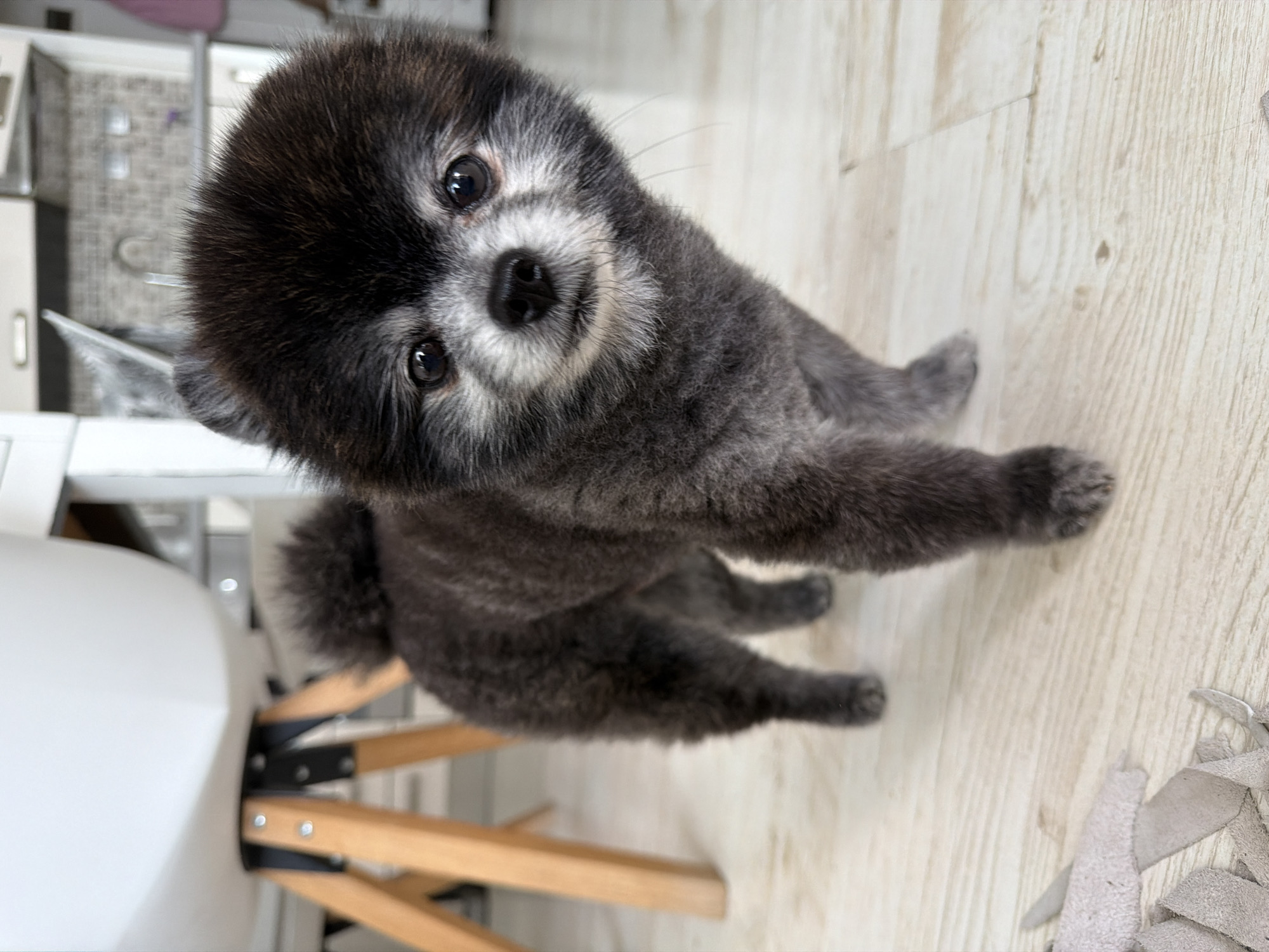 A gray Pomeranian dog stands on a light-colored wooden floor. The dog is facing the camera and appears to be looking directly at it. The dog has a fluffy tail, short-cropped hair, and dark eyes. A wooden chair is partially visible to the left of the dog. In the background, there are white cabinets and drawers. The photo appears to be taken indoors. There is no evidence in the image to place the location in Plovdiv, Bulgaria.