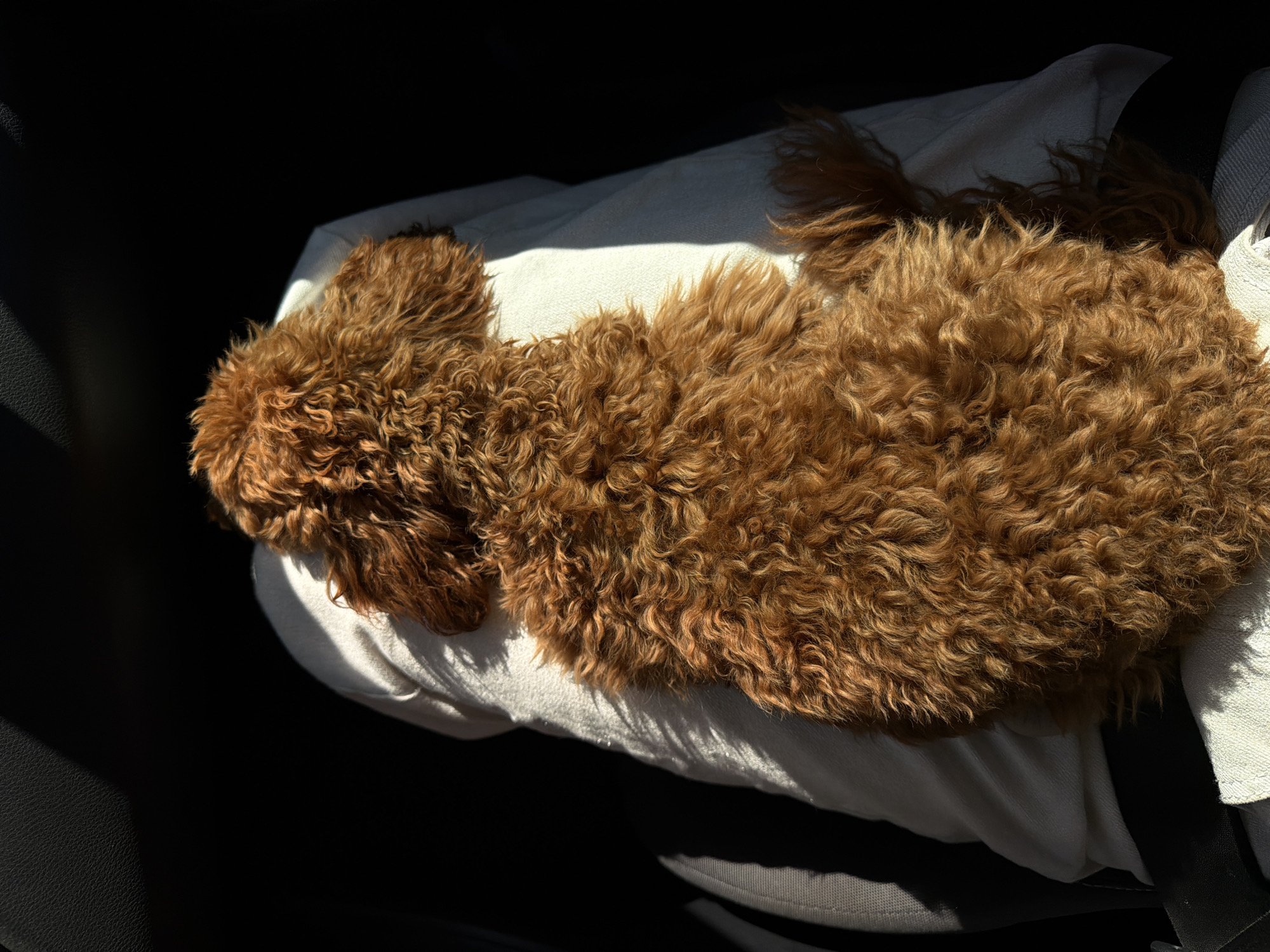 A brown, curly-haired dog is resting on a light-colored pillow or cushion inside a vehicle. The dog is mostly in sunlight, while the surrounding interior of the vehicle is in shadow. A seatbelt is visible beside the cushion. No people or identifying landmarks are visible, so the location in Budva, Montenegro, cannot be determined from the image.