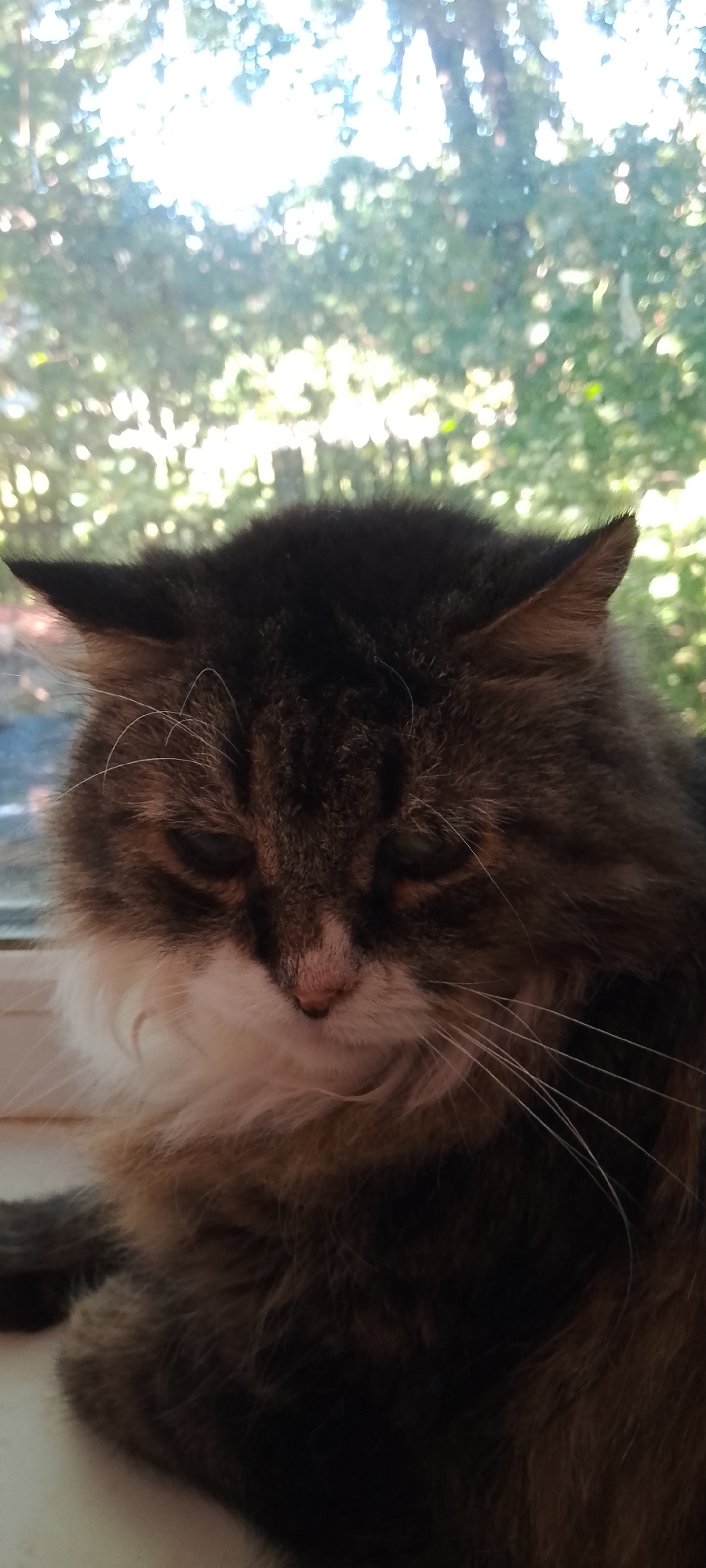 A close-up, vertical shot features a fluffy tabby cat with dark brown, gray, and white fur. The cat is positioned on what appears to be a windowsill, with its head tilted down and eyes closed, suggesting it is resting or sleeping. The background, visible through a window, is a bokeh effect of green foliage and bright sunlight, indicating an outdoor, possibly wooded, environment. The scene is likely situated in Belgorod, Russia, given the context provided.