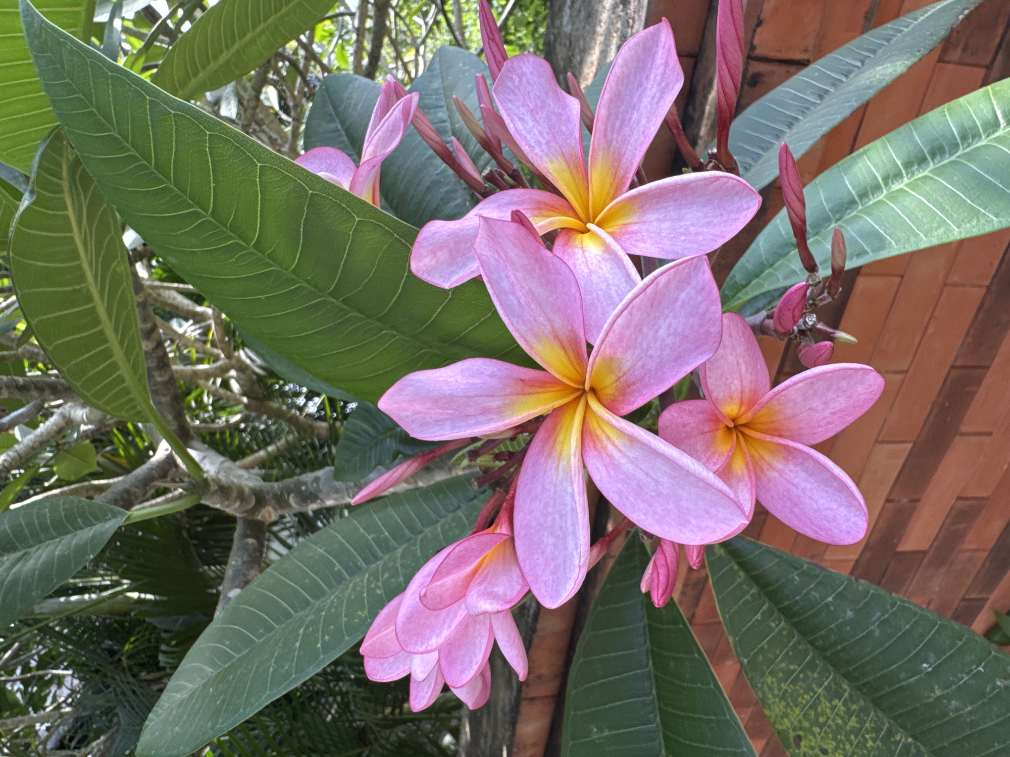 A cluster of pink and yellow Plumeria flowers blooms amidst green leaves in Kuta Selatan, Indonesia. The flowers are in various stages of opening, with some appearing as closed buds. The background includes green foliage and a brick wall. The overall image conveys a sense of tropical flora.