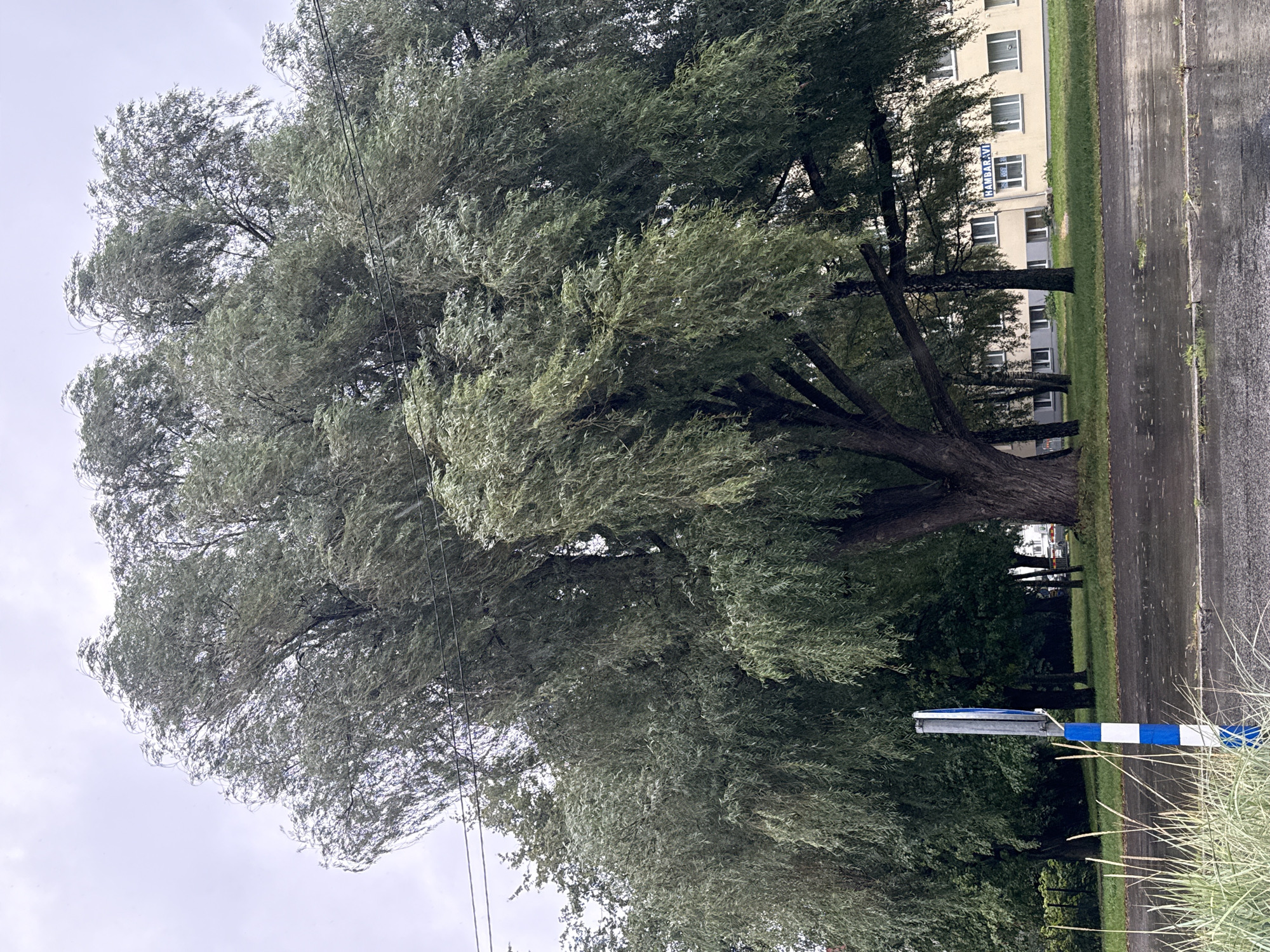 The image shows a large weeping willow tree in front of a light yellow building with multiple windows and the word "HAMBARAVI" visible on a sign. The ground is wet, indicating recent rain, and there are wet asphalt roads and sidewalks. A blue and white striped pole is visible in the foreground to the left of the tree. Tall, dry grass grows in front of the pole. The sky is overcast and gray. The scene appears to be in an urban or suburban setting.