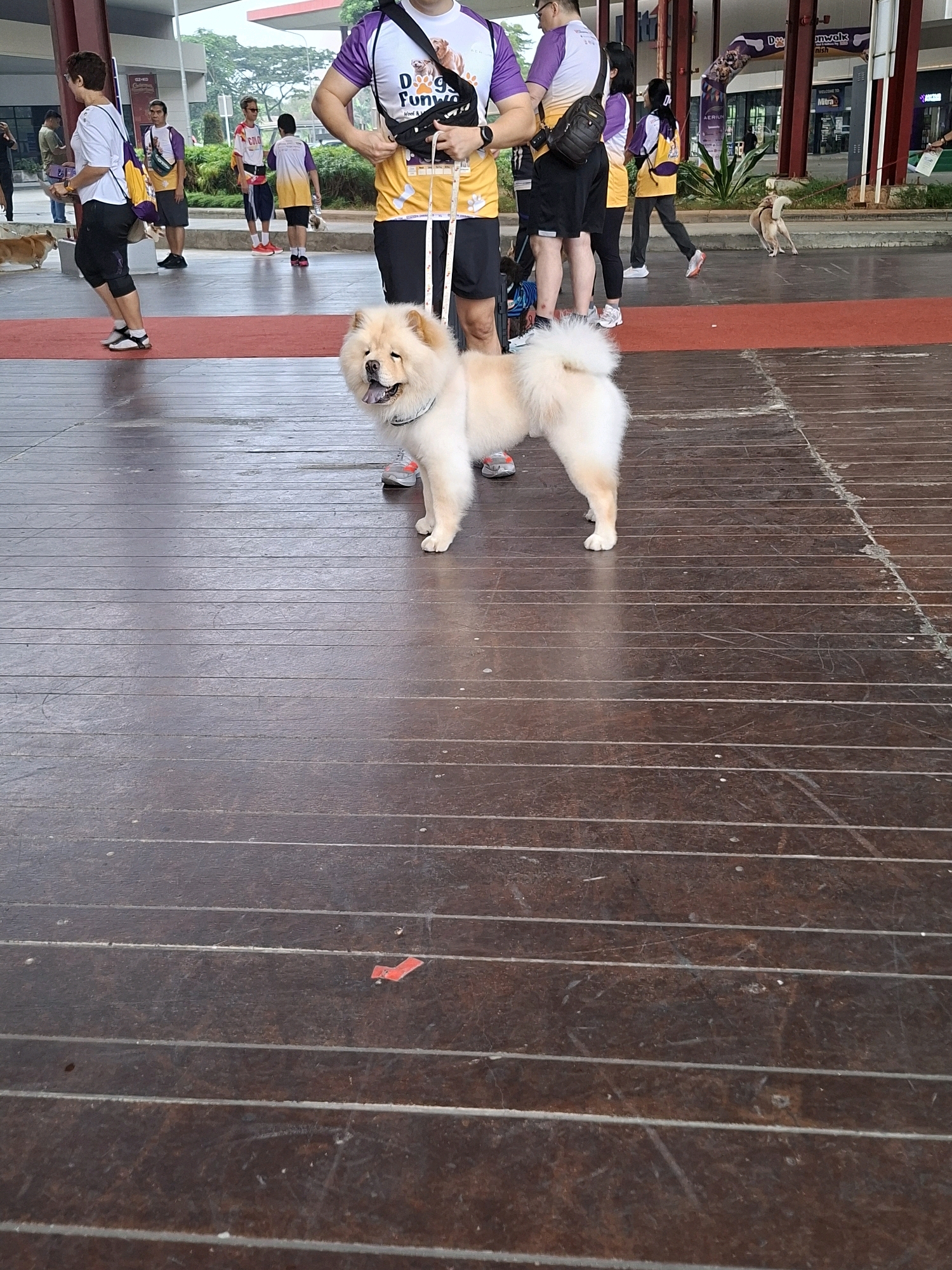 The image shows a group of people and dogs at an outdoor event, likely a dog walk or festival. In the foreground, a fluffy, light-colored Chow Chow dog stands facing the camera. It is wearing a blue collar. Behind the dog, a person in a purple and yellow shirt with "Dogs Funwalk" written on it is visible. This person is holding a black fanny pack.
In the background, several other people are walking or standing. Some are wearing similar purple and yellow shirts. There are tents or covered structures in the background, suggesting an organized event. One person is walking a light brown dog on a leash. Another person is wearing glasses and carrying a yellow bag. The ground is paved with dark wooden planks. The overall setting appears to be an urban or semi-urban environment with buildings and foliage visible in the distance. The location is specified as Lengkong Kulon, Indonesia.