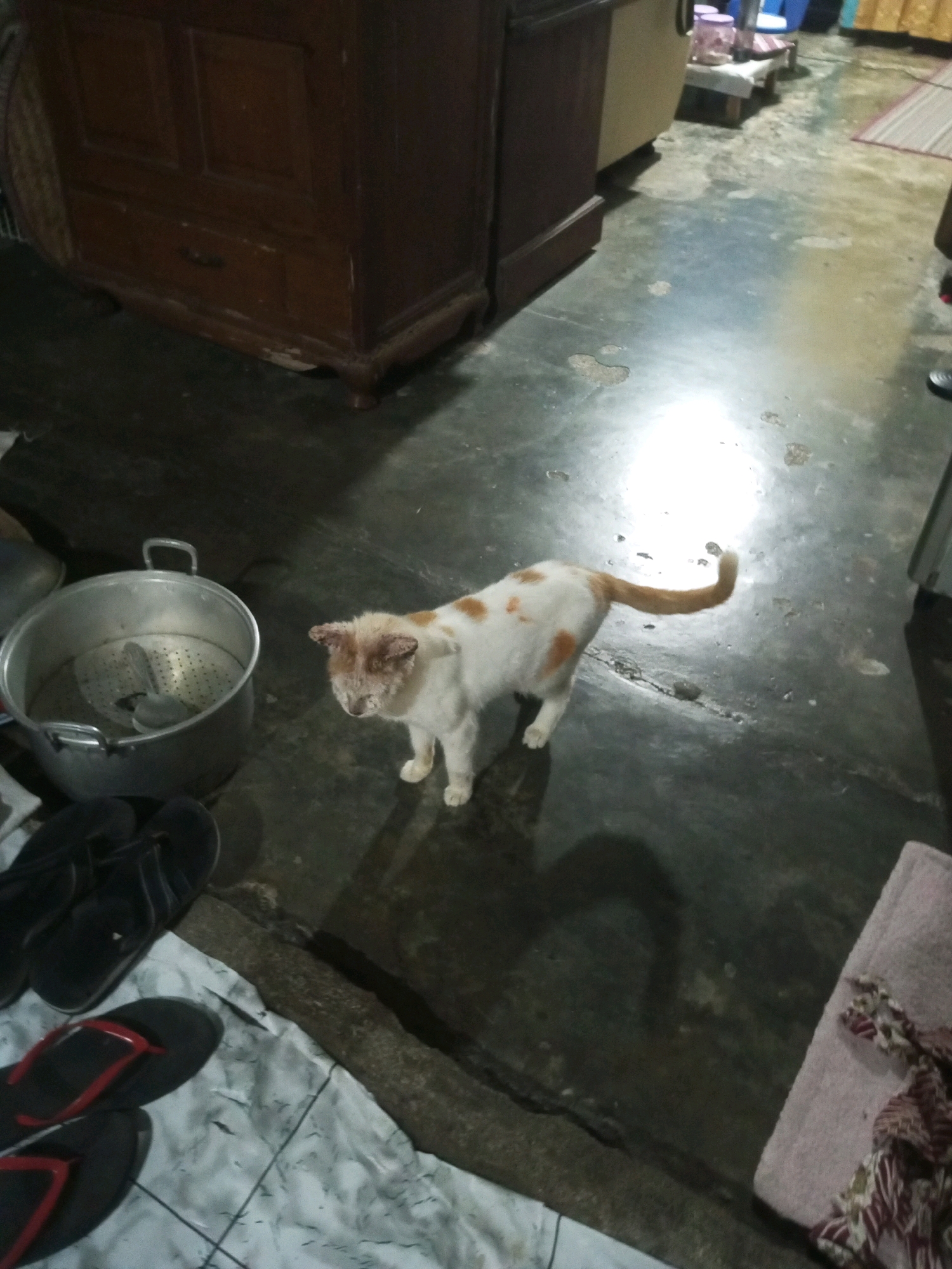 A white and orange cat with patchy skin stands on a dark, worn concrete floor. The cat is positioned in the center of the frame, facing left. To the left of the cat is a large, metallic pot with a steaming insert and a spoon. In the lower left corner, a pair of black flip-flops are visible on a tiled surface. Further left, another pair of black and red flip-flops are also on the tiled surface. Behind the cat, a large, dark wooden cabinet occupies the background. The environment appears to be an indoor space with a low ceiling, possibly a kitchen or utility area. The overall lighting is dim, with a bright reflection on the floor suggesting a light source above and to the right of the cat. The scene is consistent with an indoor domestic setting in a low-income area of Andongsili, Indonesia.