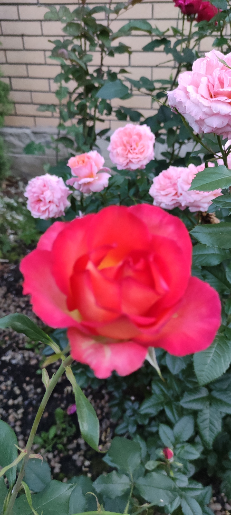 In the city of Rosinka, Russia, a close-up, vertically oriented photograph captures a vibrant display of blooming roses. The foreground is dominated by a large, unfurled rose in shades of deep red and bright pink, its petals soft and velvety. Behind it, several smaller roses in lighter pink hues are visible, some fully open, others still in bud. These roses are nestled amongst lush, green foliage. The background consists of a pale brick wall, adding a subtle contrast to the natural beauty of the flowers. The overall impression is one of a well-maintained garden bathed in natural light.