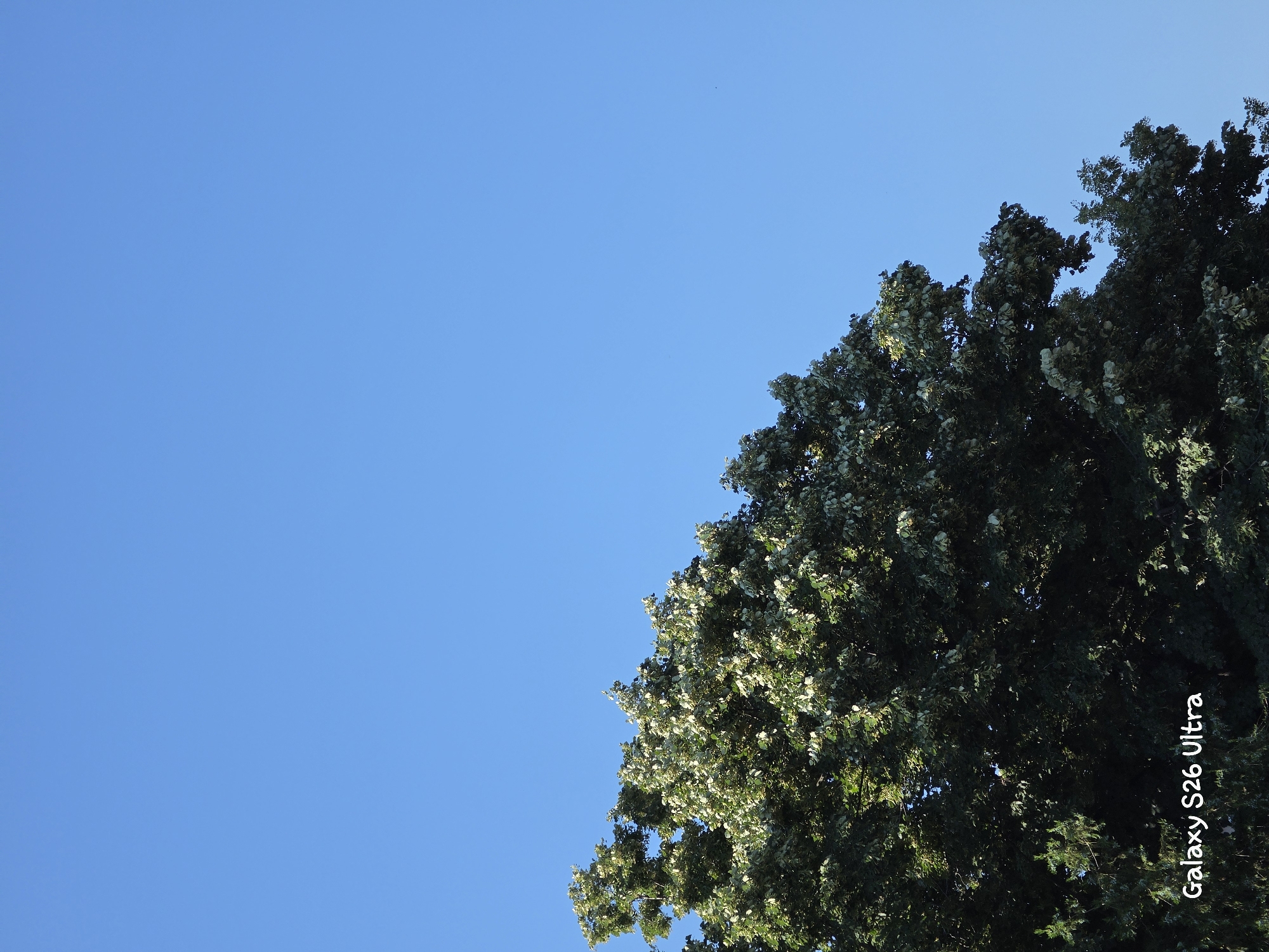 A low-angle shot captures the upper canopy of a large tree against a clear, bright blue sky. The tree's foliage is dense, with a mixture of dark green leaves and clusters of lighter green or white flowers. Sunlight filters through the leaves, creating highlights and shadows. In the bottom left corner of the image, the text "Galaxy S26 Ultra" is overlaid in white cursive font. The image does not contain any people or specific landmarks that would identify a location within the city of Plovdiv, Bulgaria. The scene is purely natural, focusing on the tree and sky.