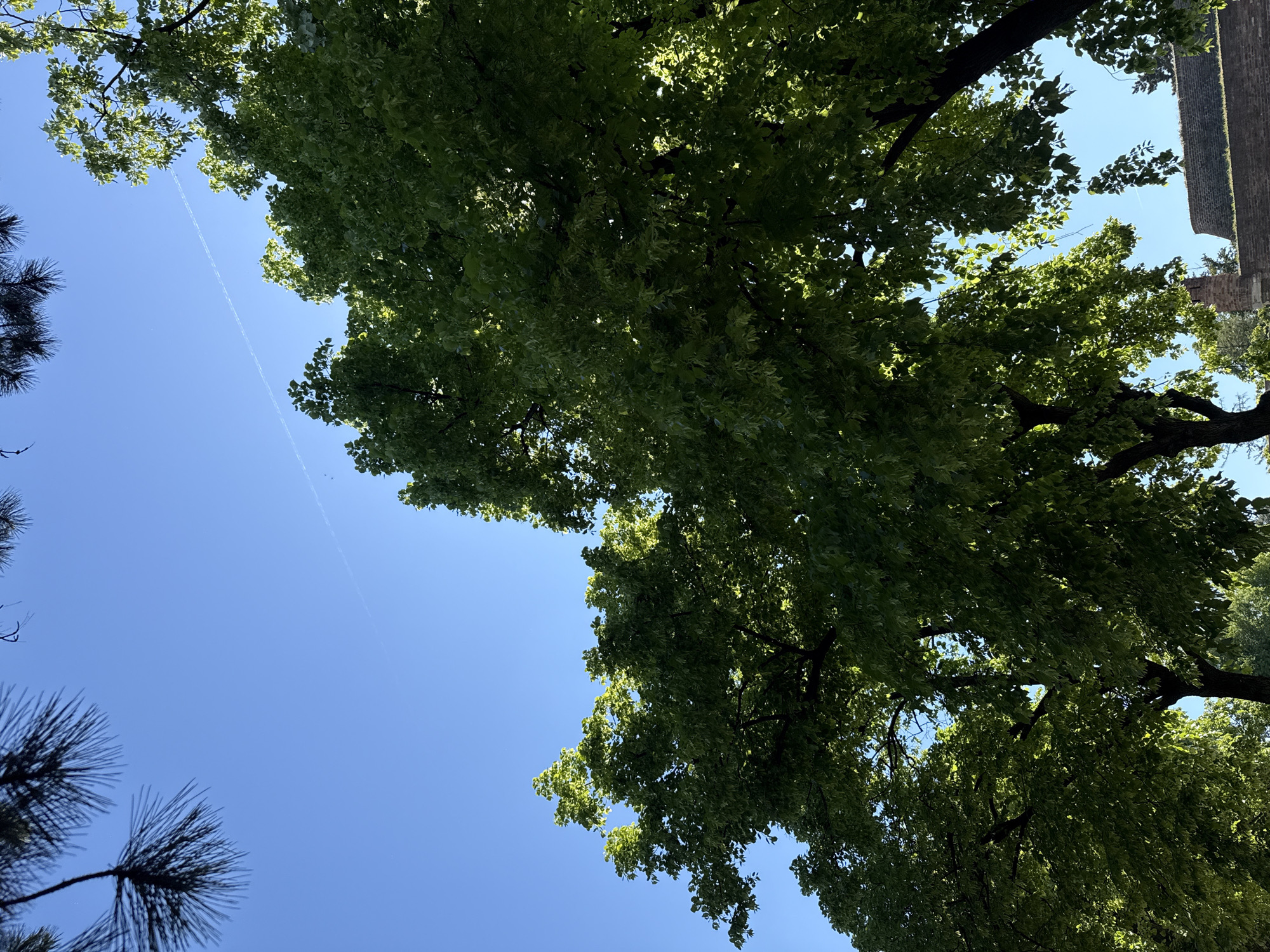 The image shows a view looking up at trees against a clear blue sky. A jet contrail is visible in the sky. The presence of a stone wall at the top right suggests an urban setting, while the trees indicate a park or tree-lined street. This specific type of view and the style of stone architecture point to Belgrade, Serbia.