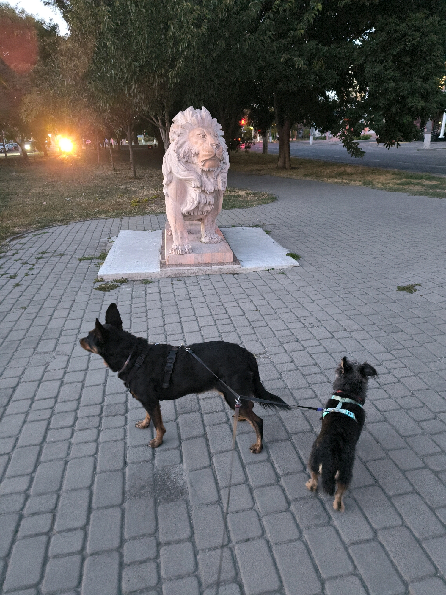 In Mykolaiv, Ukraine, two dogs on leashes are walking on a paved walkway in front of a stone sculpture of a lion. The lion sculpture is on a raised concrete platform. Behind the sculpture, trees line the street. The sky is dusky with a bright light on the left side of the image, possibly from a streetlamp or sunset. The walkway is made of grey rectangular pavers. The dog in the foreground is black with brown markings and is wearing a black harness. The dog in the background is smaller, also black, and is wearing a blue harness. The scene appears to be an outdoor public space.