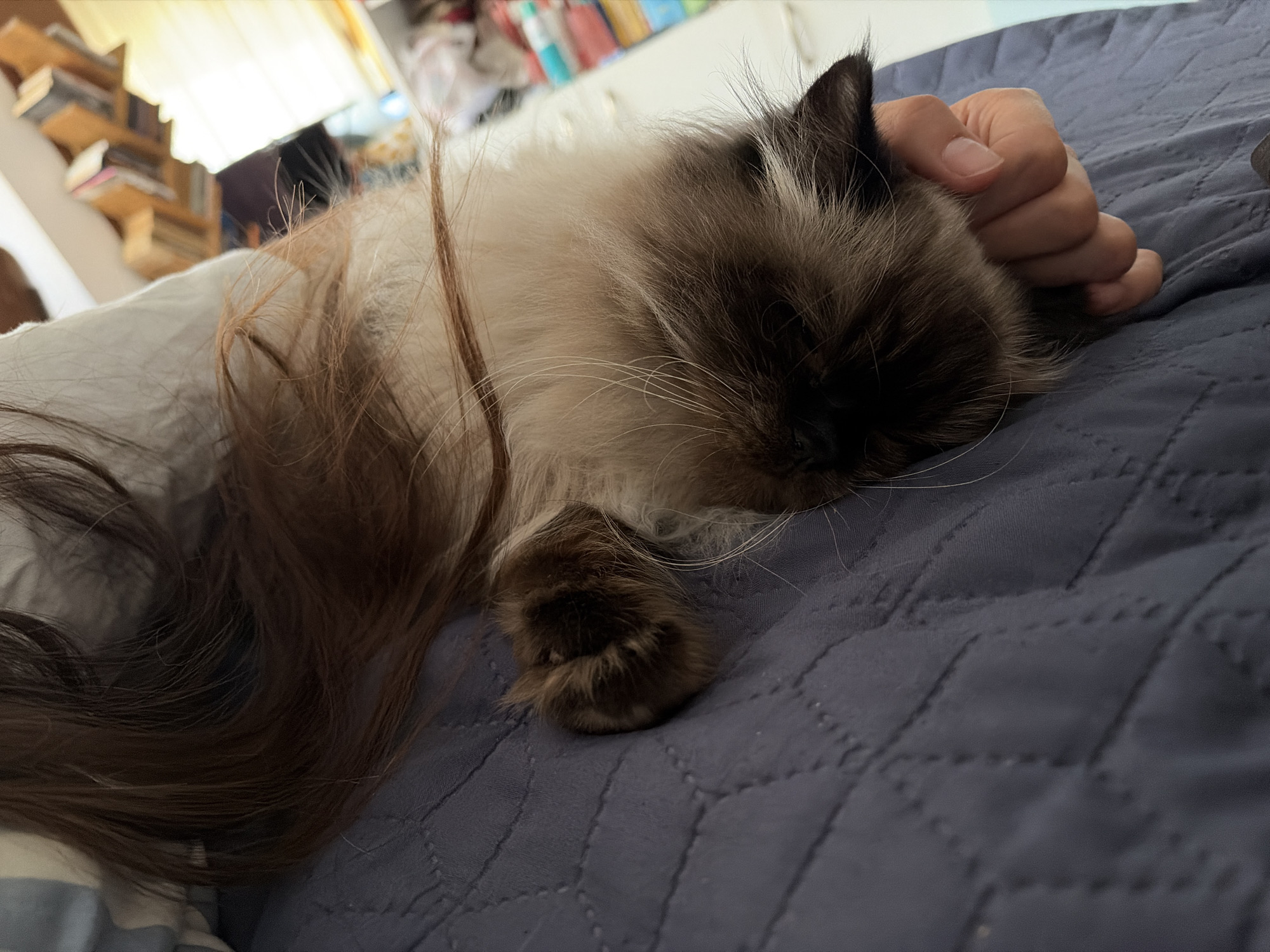 The image shows a close-up of a fluffy cat sleeping on a quilted blue surface. A human hand is gently resting on the cat's head, stroking its fur. The cat has distinct brown points on its ears, face, and paws, with lighter fur on its body. Long, dark brown hair from a person is visible draped over the cat and extending towards the left side of the frame. In the background, out of focus, are bookshelves filled with books and a window with sunlight streaming in, suggesting an indoor setting. The scene conveys a sense of comfort and affection between the person and the cat. No specific location in Vratsa, Bulgaria is identifiable from the provided image.