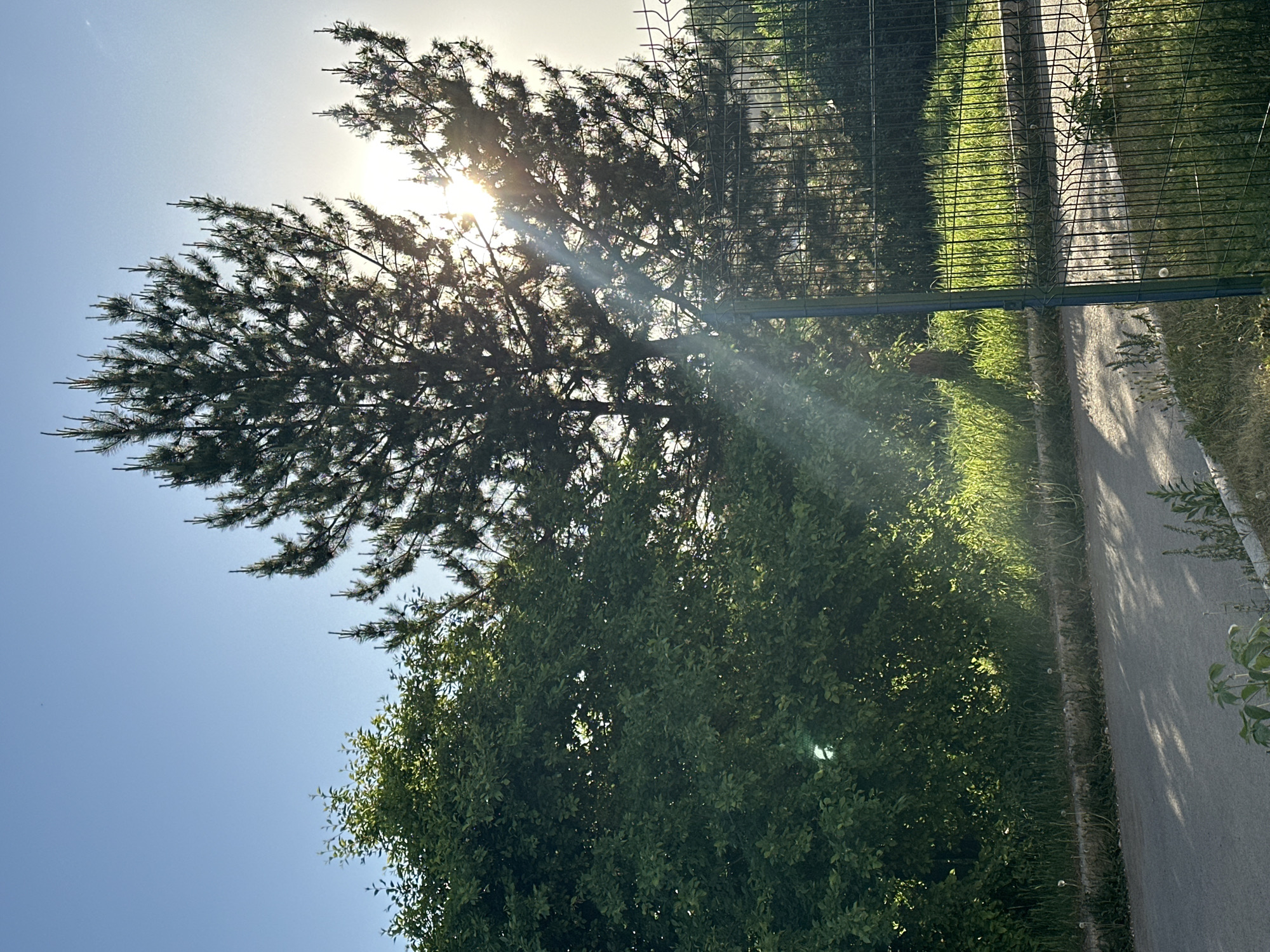 A sunlit outdoor scene features a tree with needle-like foliage obscuring the sun, which casts rays down and to the right. Below this tree, a second tree with broader leaves is visible. To the right, a chain-link fence runs parallel to a paved walkway or road. Green vegetation grows along the side of the walkway. The sky is blue. The location is in a city labeled "Unknown, Unknown".