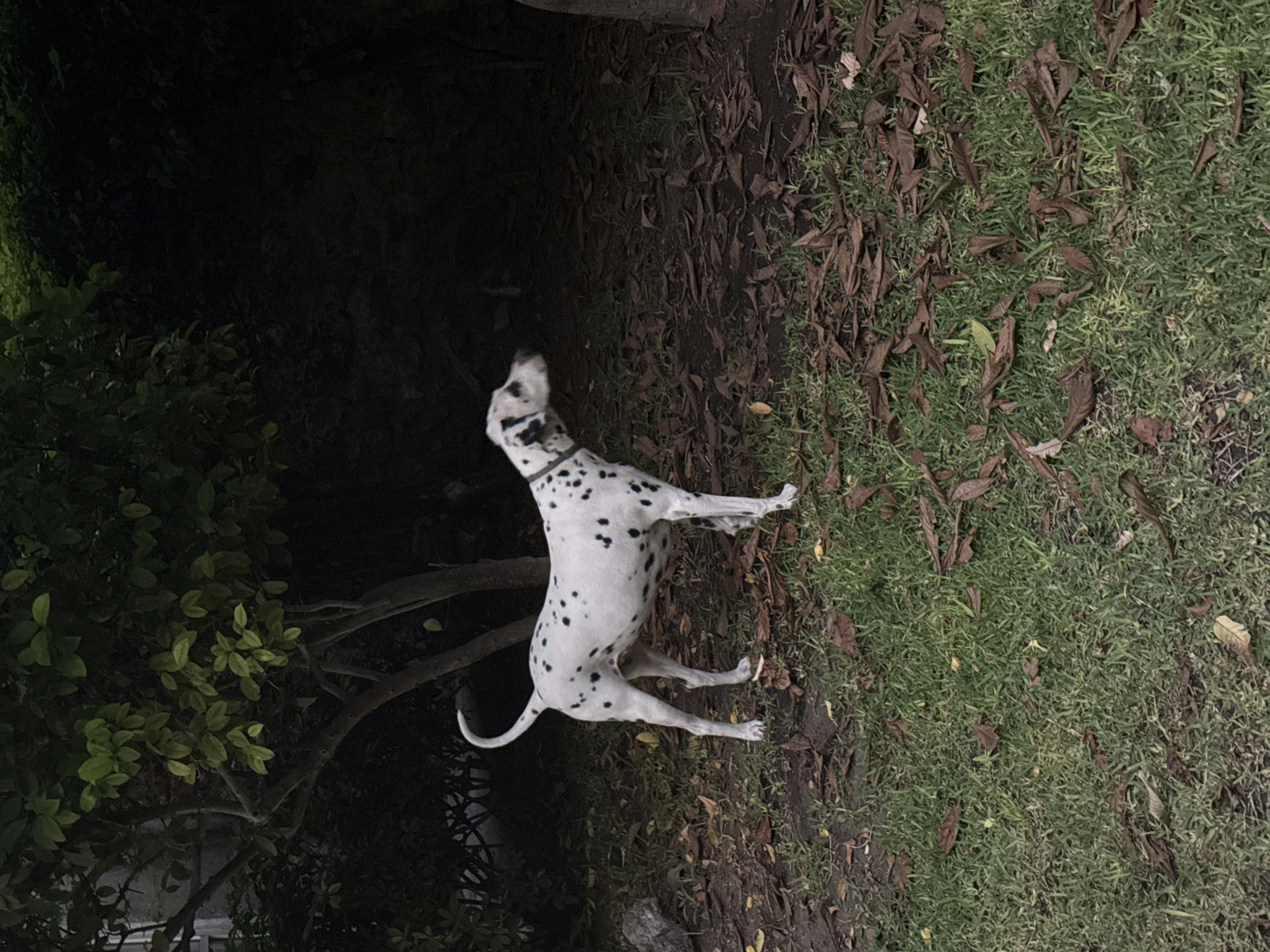 A Dalmatian dog is standing in a grassy area next to a dark, shaded area with trees and leaves. The dog has black spots on a white coat and is wearing a collar. The dog is facing toward the dark area, and appears to be looking up or barking. The background includes trees, grass, leaves, and dirt. The location is Xochitepec, Mexico.