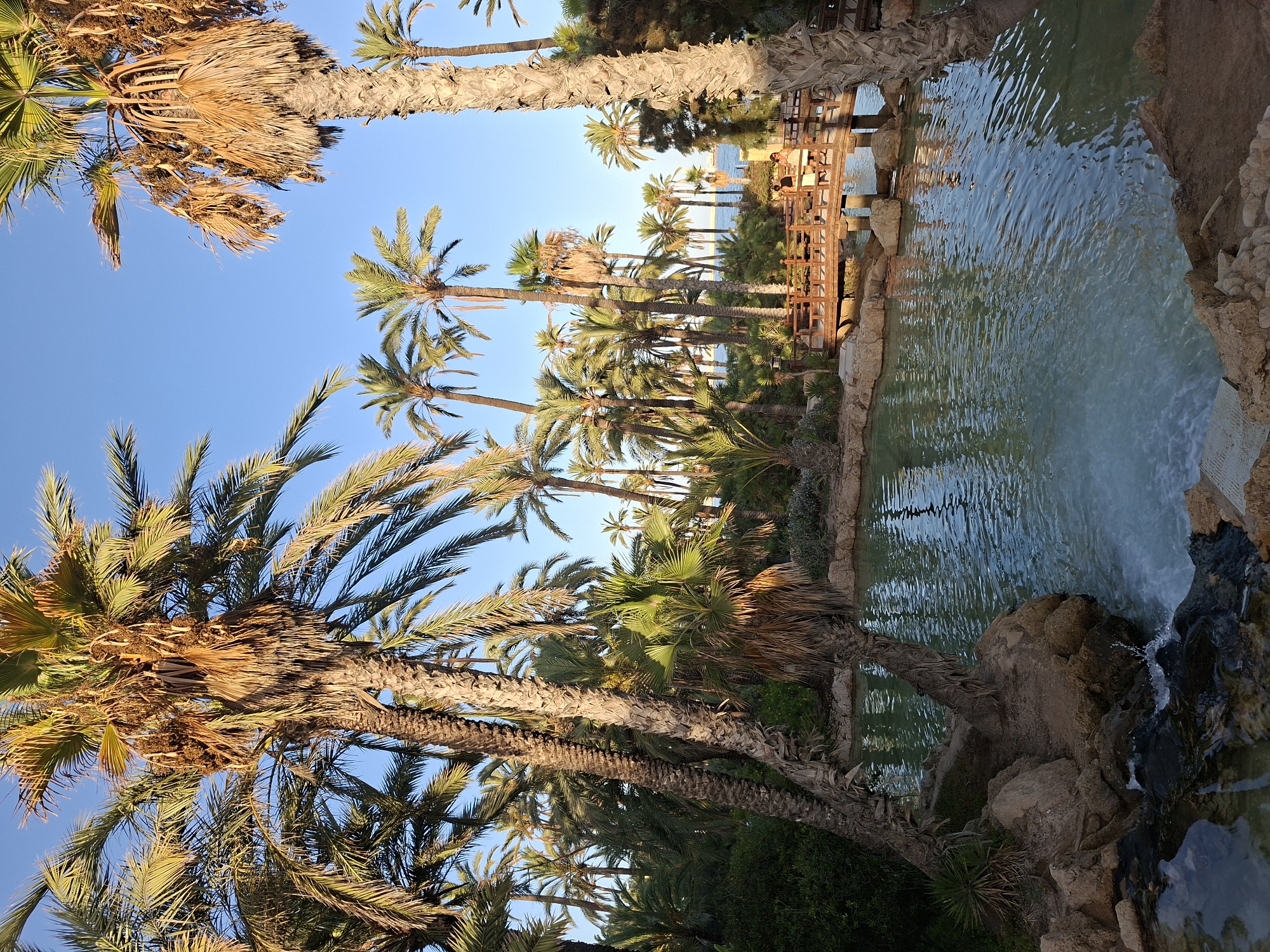The image shows a peaceful scene in Alicante, Spain, likely within a park or resort. The foreground features a clear, turquoise body of water with a small waterfall cascading over rocks into the lower section. Surrounding the water are large, weathered rocks and lush green vegetation, including several palm trees.
In the middle ground, a wooden bridge with railings spans the water. Two individuals, a man and a woman, are visible walking across the bridge, their interaction is not discernible. The bridge leads to a path lined with more palm trees.
The background is dominated by a dense collection of various palm trees, reaching towards a clear, bright blue sky. In the distance, beyond the foliage, a glimpse of the Mediterranean Sea can be seen, with a faint horizon line. The lighting suggests it is late afternoon, with the sun casting warm, golden hues on the palm fronds and trunks. The overall atmosphere is tranquil and tropical.