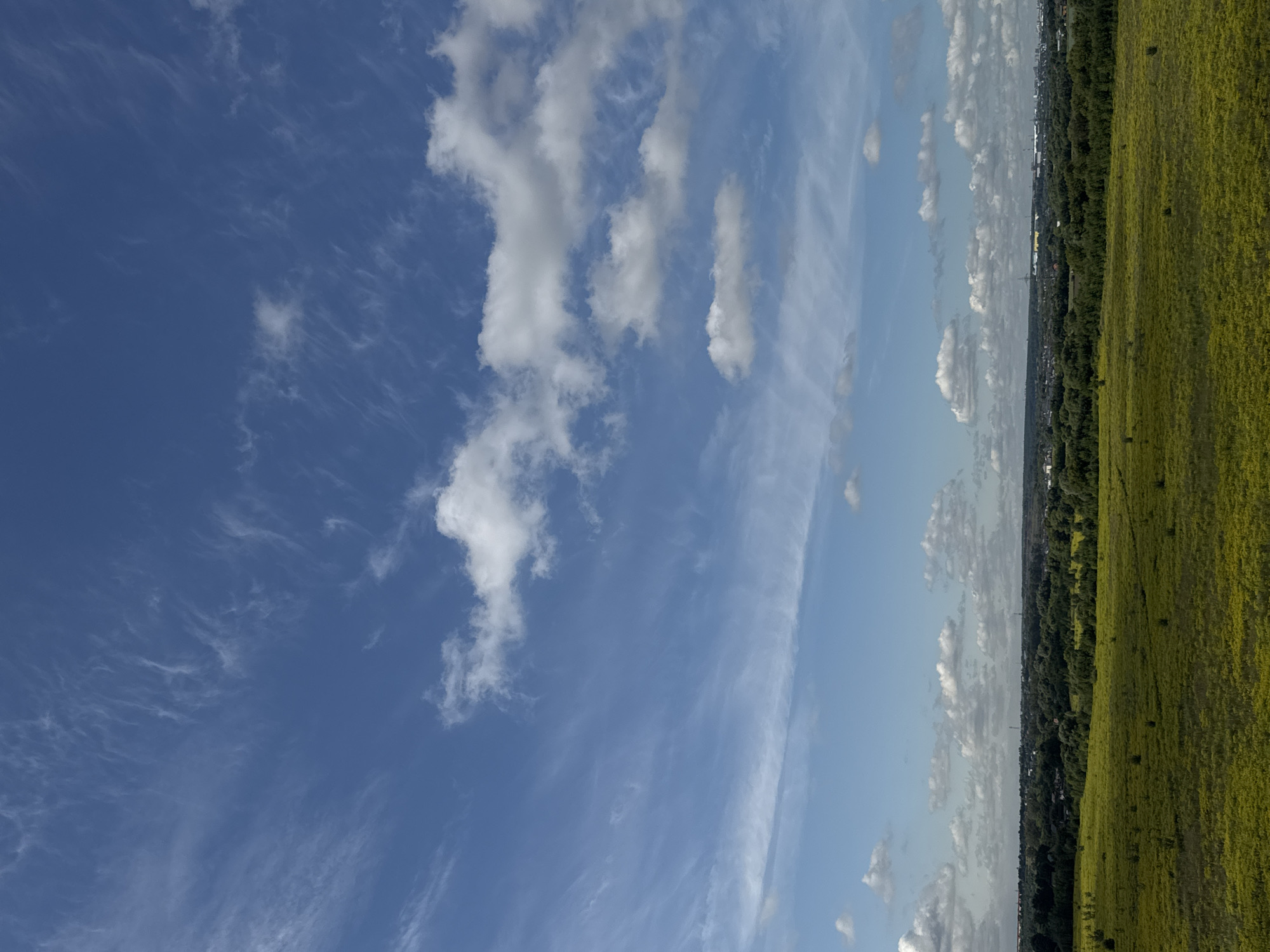 The image depicts a wide, open field of yellow wildflowers under a vast blue sky with scattered white clouds. In the distance, a dense band of green trees lines the horizon, beyond which a city skyline is visible, characterized by buildings and industrial structures. The sky is dynamic, with wispy cirrus clouds stretched across the upper portion and larger cumulus clouds lower down. The landscape appears natural and rural, transitioning into a developed urban area. The overall impression is one of a sunny day with good visibility. The scene is consistent with a location in the outskirts of a city like Domodedovo, Russia, where agricultural land and natural vegetation meet urban development. There are no people or animals visible in the frame.