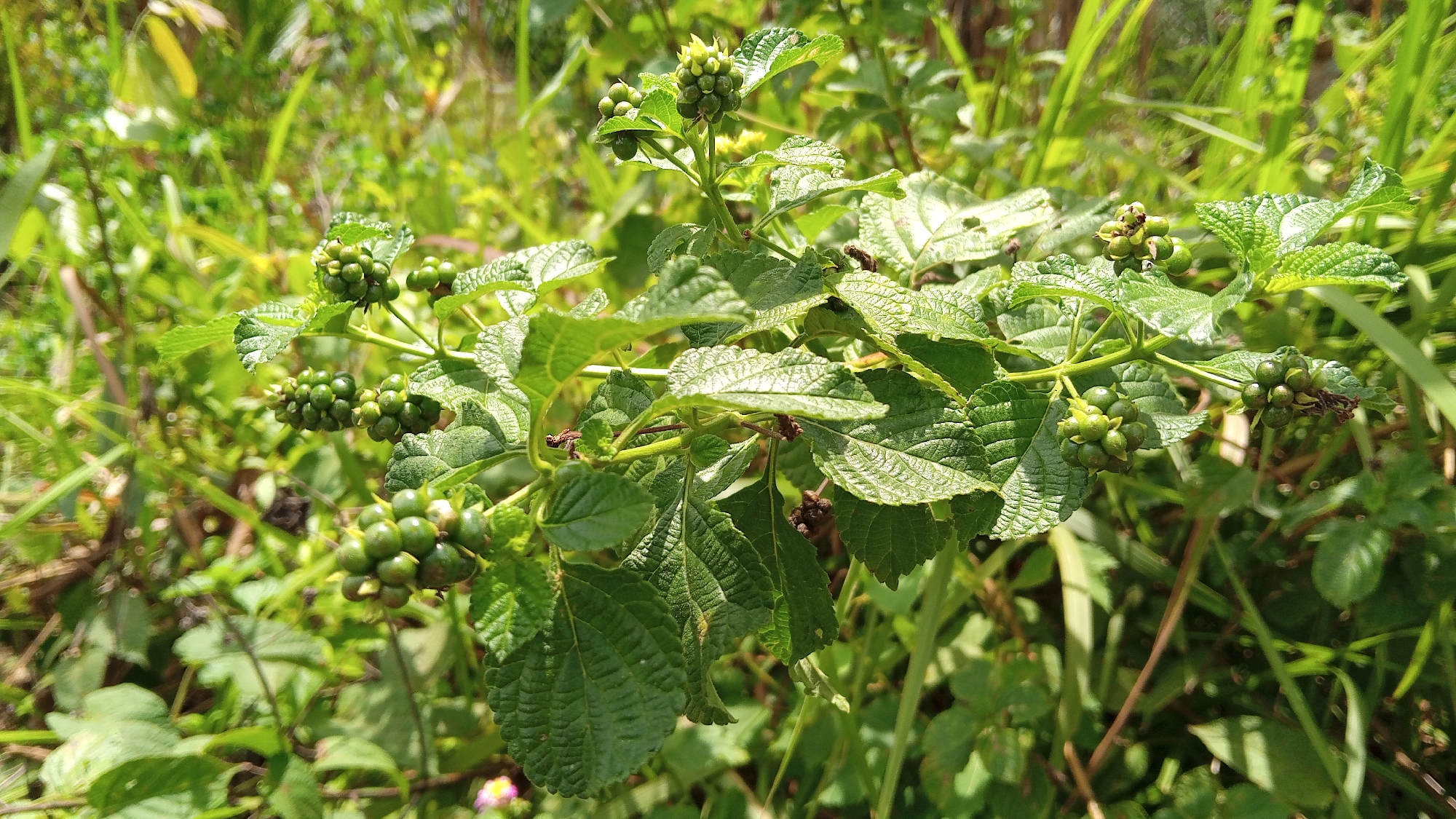 This is a close-up, eye-level shot of a plant with clusters of small, green, unripe berries and textured, dark green leaves. The plant is in focus in the foreground, with a blurred background of green foliage and tall grasses. The lighting suggests it is daytime, with sunlight filtering through the leaves. The scene appears to be an outdoor environment, possibly a garden or natural area. The image does not contain any people or any identifiable structures. The location is specified as Kebonbaru, Indonesia.