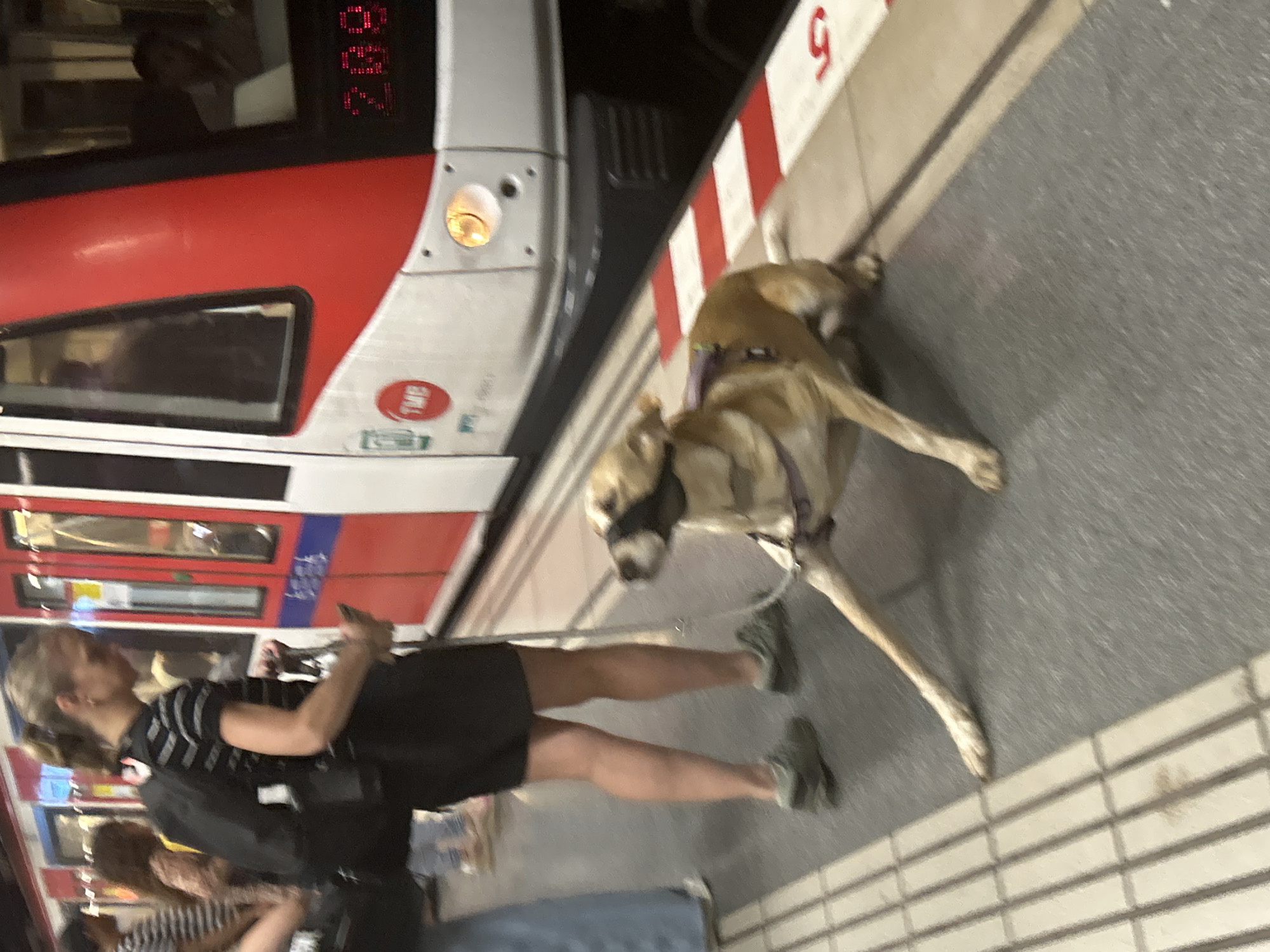 The image depicts a scene at a Barcelona metro station, likely on a platform. A woman with blonde hair, wearing a black and white striped t-shirt and black shorts, is visible in the foreground. She appears to be holding a leash connected to a medium-sized dog standing beside her. The dog is a light brown color and is wearing a dark muzzle. The train cars of the metro are red and white with visible windows and doors. The platform has a tactile paving warning strip with red and white diagonal lines, and a gray tiled floor. A red number "9" is visible on a white sign above the platform edge. The scene appears to be indoors or underground, with artificial lighting. The overall impression is of a casual moment, possibly waiting for a train. No clear indication of time of day or weather conditions is present. Some faint text is visible on the train, including "TMB" on a red oval logo.