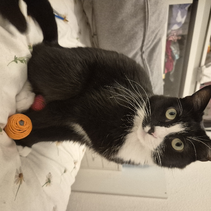A black and white cat is depicted seated on a bed in an interior room in Strasbourg, France. The cat, exhibiting black fur with a prominent white blaze on its face, white chest, belly, and paws, possesses greenish-yellow eyes and a pink nose. Its white whiskers are clearly visible. The animal faces directly forward, looking towards the viewer. Its front paws rest near two small, spherical, yarn-wrapped objects: one orange, positioned to the cat's right, and one pink, situated slightly behind and to the cat's left. A blue pen or similar writing instrument is partially visible behind the cat's left hindquarter. The cat is situated on a white bed sheet adorned with a pattern of small green leaf and white daisy motifs. A grey pillow or folded textile is present to the left of the cat. The background reveals a white headboard or wall, above which a shelf or cabinet with a transparent or frosted front panel contains various indistinct items.