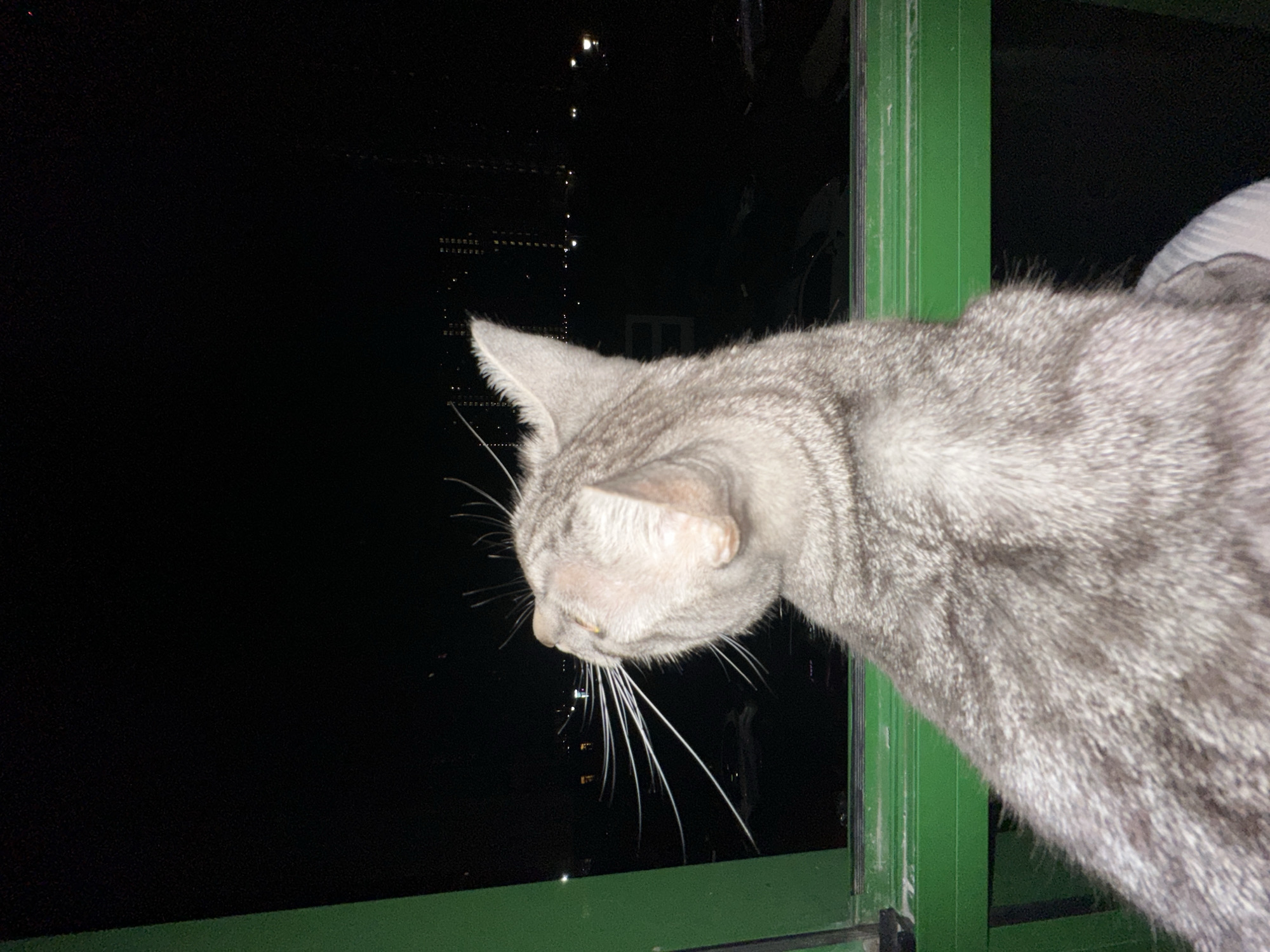 A grey tabby cat is positioned on a green ledge, looking out a window at night. The cat's head is turned away from the camera, with its whiskers fanned out. Beyond the window, distant city lights are visible against a dark sky, suggesting an urban setting in Sinyavino, Russia. The lighting is dim, with the cat's fur being the most illuminated subject.