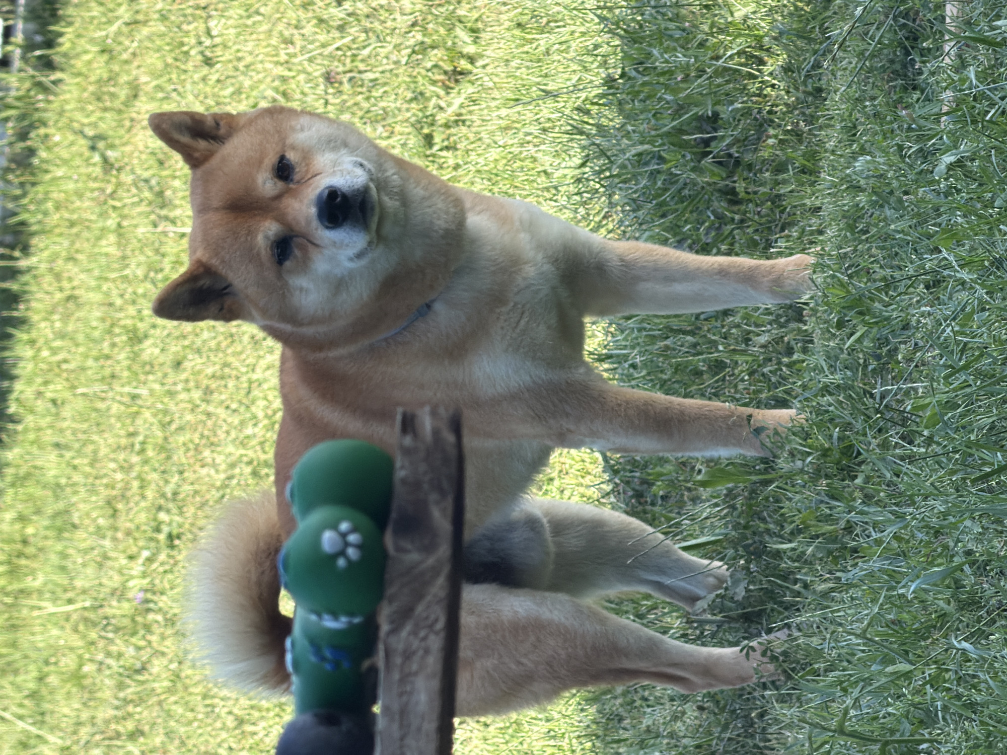 A light brown Shiba Inu stands in a grassy area in Priseltsi, Bulgaria. The dog is facing forward, with its tail curled up and over its back. In front of the dog, on a wooden surface, are three green spherical dog toys, two of which have white paw prints on them. The dog is looking towards the camera with a calm expression. The background consists of sunlit green grass.