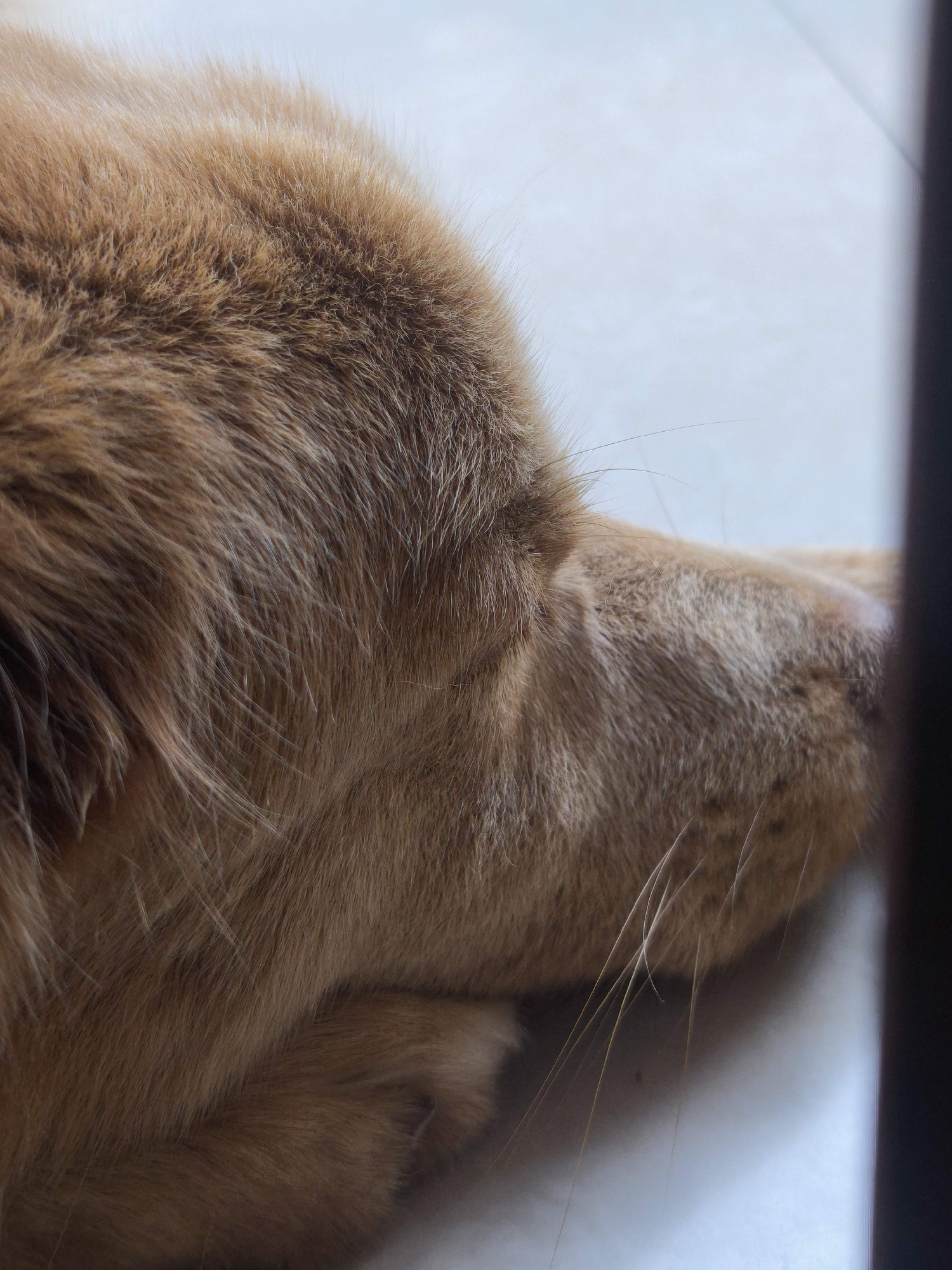 A close-up, cropped image shows the side of an orange tabby cat's face and body. The cat is lying down on a light-colored, tiled surface, possibly a floor. Its fur is a mix of light and dark orange, with some lighter strands visible. The cat's nose and whiskers are visible on the right side of the image. The background is a blurred, light blue-gray, with a dark vertical element on the far right, suggesting a shadow or part of an object. The lighting is soft, casting subtle shadows. The image is likely taken indoors in Denpasar, Indonesia, based on the tiled flooring and indoor setting common in residential areas there. There are no people or other animals present in the image. The cat appears to be resting.