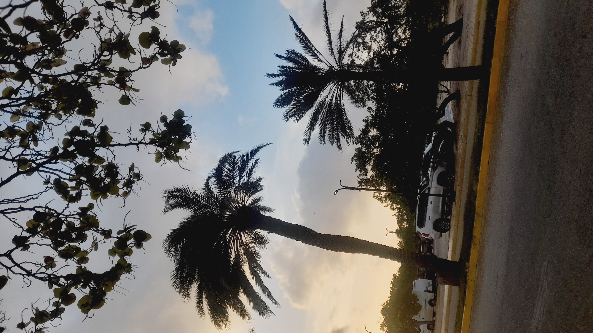 The image depicts a street scene in Pedro González, Venezuela, at dusk. Two palm trees, silhouetted against a sky with scattered clouds and a hint of sunset, dominate the foreground. The larger palm tree is to the left, leaning slightly, while a smaller one stands to the right. In the background, parked cars are visible along the side of the road, including a silver SUV and a dark sedan. A white van is also parked further down the street. Trees and foliage form a dark line behind the parked vehicles. The road in the foreground is paved, with a yellow curb separating it from a grassy area. Overhead, the branches of a leafy tree with clusters of round, green fruits are silhouetted against the sky, framing the upper portion of the image. Streetlights are also visible in the background.