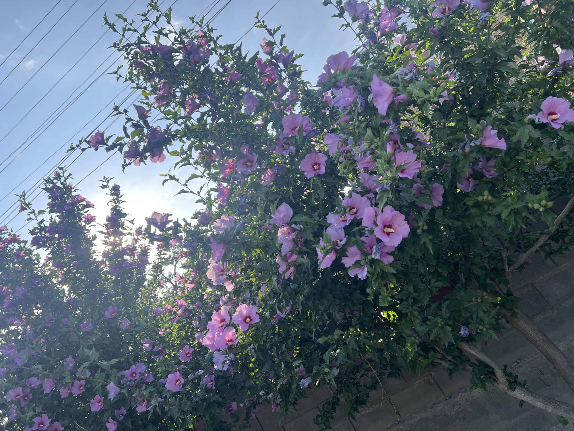 The image captures a close-up view of a blooming hibiscus bush against a backdrop of a bright blue sky with thin, wispy clouds. Several large, light purple hibiscus flowers are in full bloom, with their petals unfurled and delicate stamens visible in the center. The flowers are interspersed with dark green, serrated leaves, creating a lush and vibrant display.
In the upper left quadrant of the image, several power lines stretch diagonally across the sky, indicating the presence of infrastructure in the surrounding area. The sunlight filters through the leaves and flowers, creating a dappled effect and highlighting the texture of the petals and foliage. The overall mood is serene and natural, suggesting a pleasant outdoor setting.
The bottom of the image shows a grey brick wall, hinting at a boundary or enclosure. The branches of the hibiscus bush are thick and woody, with some appearing older and more established than others. The sun appears to be relatively high in the sky, suggesting it is likely midday or late afternoon. No people or animals are visible in the frame. The location context provided is Kara-Dıykan, Kyrgyzstan, which aligns with the presence of flowering plants and visible power lines. There is no visible text in the image.