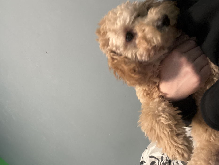 The image displays an indoor scene located in Petarch, Bulgaria. A light-brown, fluffy canine, consistent with a puppy, is prominently featured, held by a human. The dog's head is turned slightly to the viewer's right, showing its left eye and dark nose. A human's hands, with light skin tone, are visible supporting the dog, and the individual appears to be wearing dark-colored clothing. The upper background consists of a plain, light gray-blue wall. In the lower-left corner, a white fabric with an abstract black wavy pattern is partially visible.