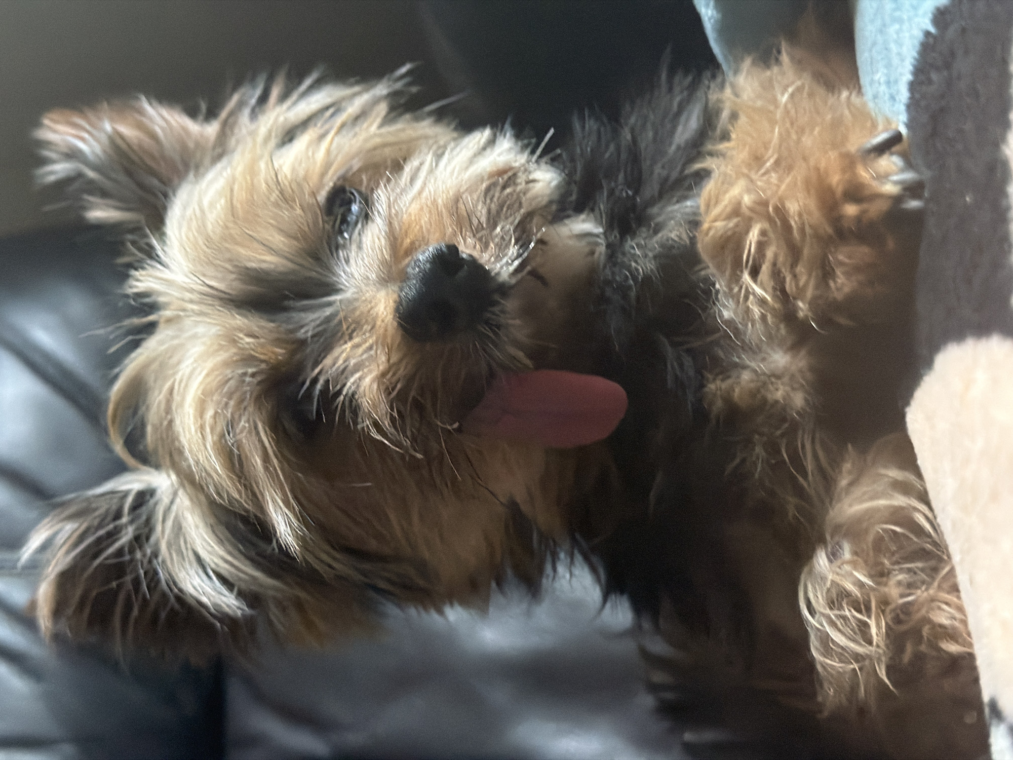 A close-up, eye-level shot features a small Yorkshire Terrier dog with its pink tongue sticking out, looking directly at the camera. The dog has brown and black fur, with its ears perked up. It is resting on a soft surface, possibly a sofa or a bed, with a dark, textured background that suggests an indoor setting. The lighting is subdued, with shadows visible in the background. The image does not contain any elements that indicate a specific location within Esch-sur-Alzette, Luxembourg.