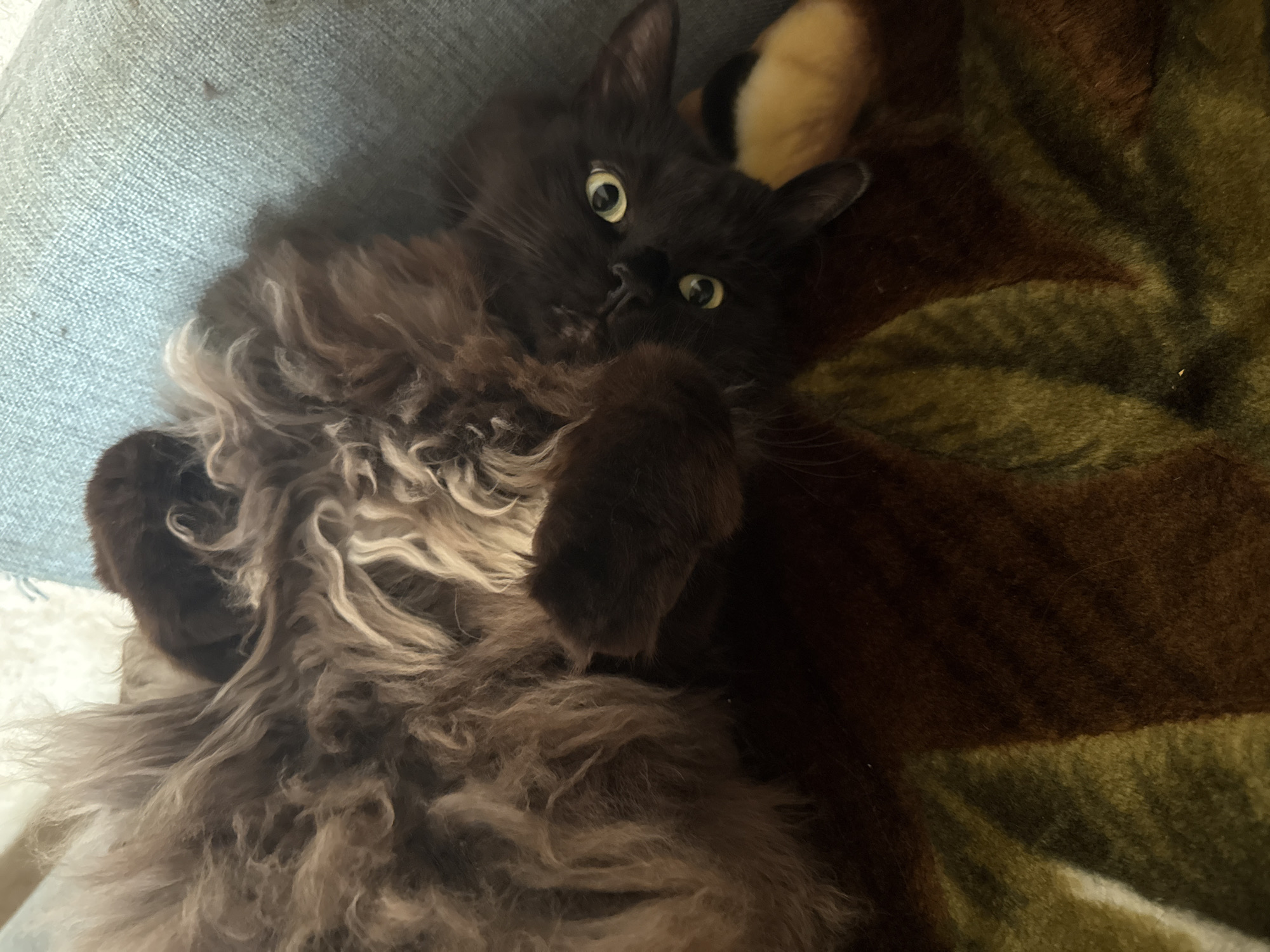 A fluffy, dark brown cat with striking yellow eyes is lying on its back on a patterned blanket. The cat's fur is long and shaggy, with lighter brown and tan highlights throughout. Its paws are extended, and its body is curled slightly. The blanket has a pattern of brown, green, and white stripes. The cat is positioned on a couch or chair upholstered in a light blue fabric. The scene appears to be indoors, in a residential setting in Saint Petersburg, Russia, possibly in a living room.
