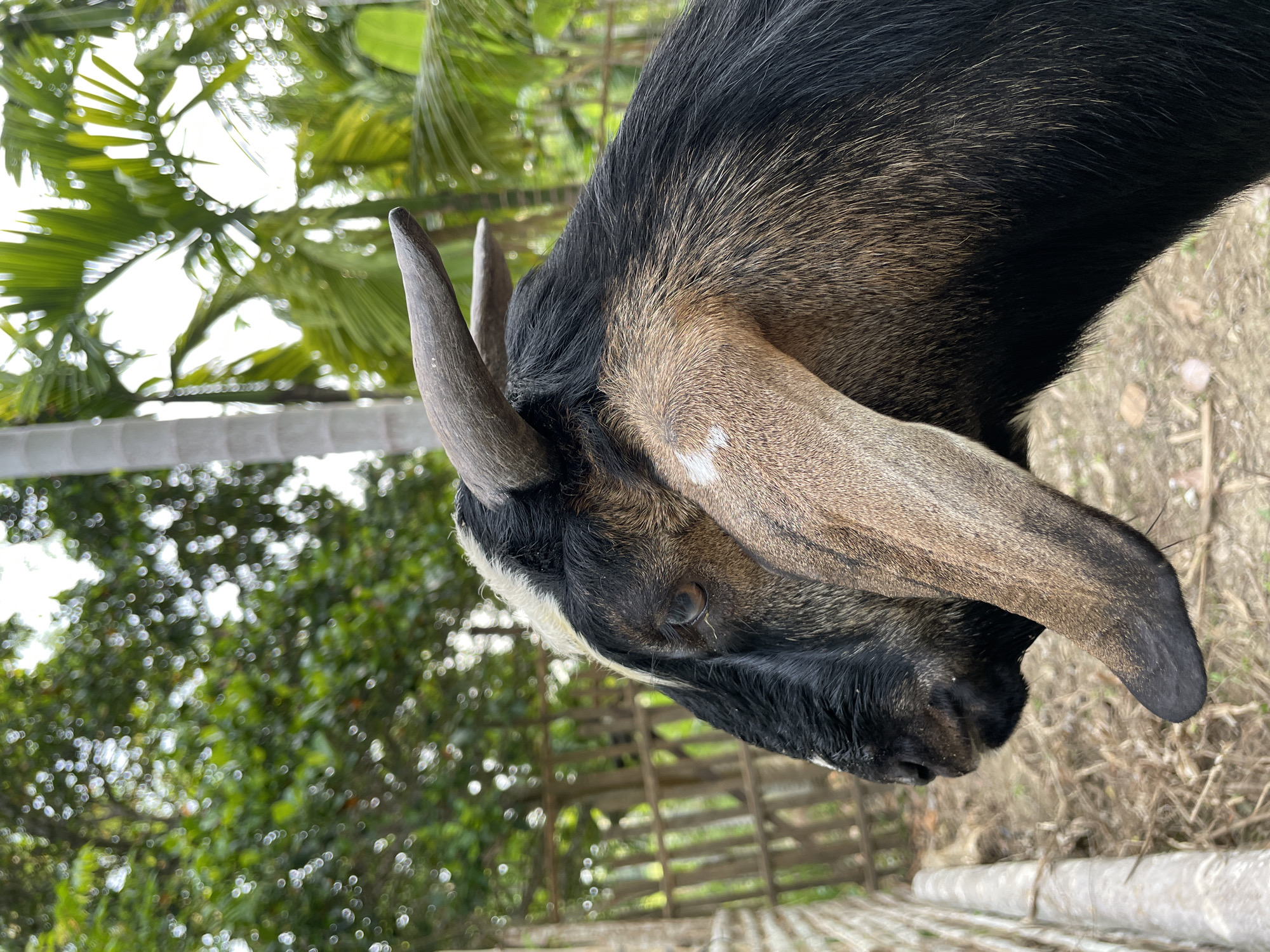 This is a close-up, eye-level, portrait-style, outdoor photograph of a goat. The goat's head and upper body are the primary focus. It is black with brown markings on its face and neck, and its ears are long and floppy. The goat has short, dark horns that curve backward. The background is blurred but appears to be a rural or natural setting with lush green foliage, including palm fronds and trees, and a wooden fence. A light-colored pole or post is visible to the left of the goat. The lighting suggests it is daytime, possibly overcast. The image does not contain any identifiable human subjects or indicate a specific location within Khang Tanjong, Indonesia, beyond being an outdoor environment.