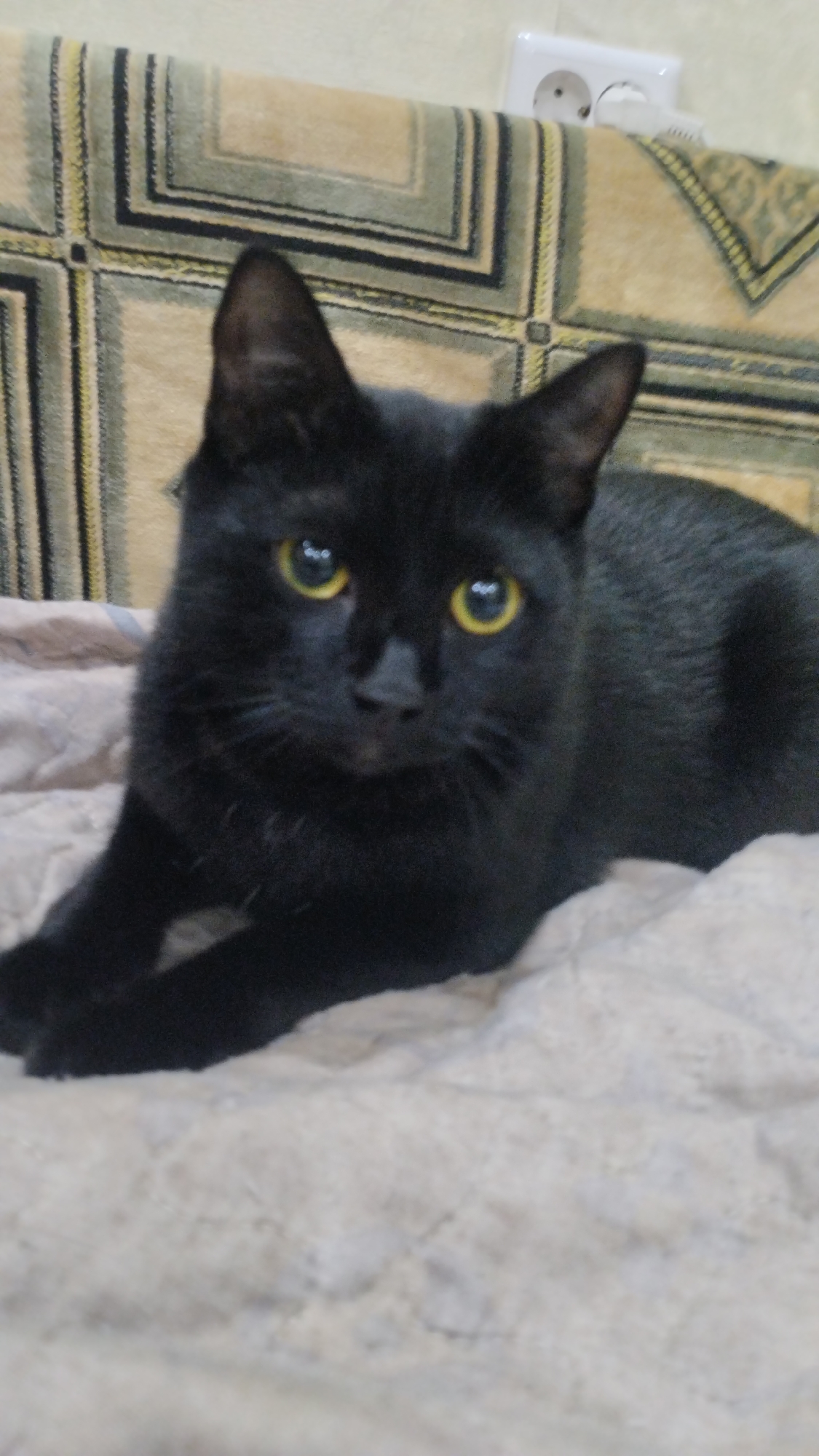 A black cat with yellow eyes is lying on a light brown blanket. Behind the cat, a patterned couch is visible, with a white electrical outlet mounted on the wall above it. The scene appears to be indoors, likely in a residential setting. There is no information about the location in the city of Semey, Kazakhstan.