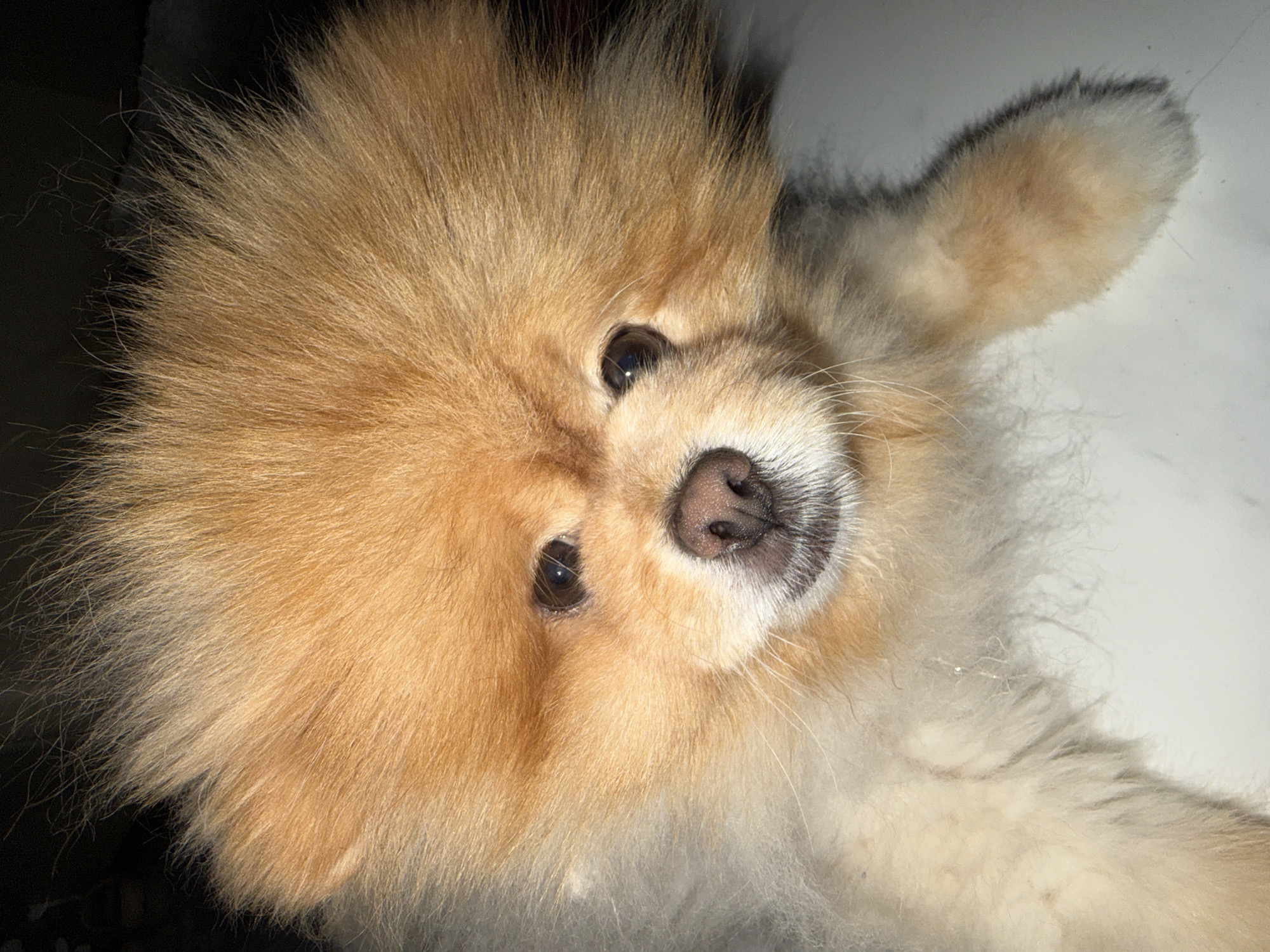 This is a close-up, eye-level photograph of a Pomeranian dog. The dog is facing the camera, with its head tilted slightly. Its fur is thick and fluffy, predominantly in shades of golden brown and cream. The dog's eyes are dark and expressive, and its nose is dark brown. The background is dark and out of focus, with some lighter areas that suggest an indoor environment. The lighting appears to be coming from above and slightly to the left, highlighting the dog's fur. There are no other subjects or objects clearly visible in the frame. The image does not provide any specific details about the city of Tbilisi, Georgia, or any location within it.