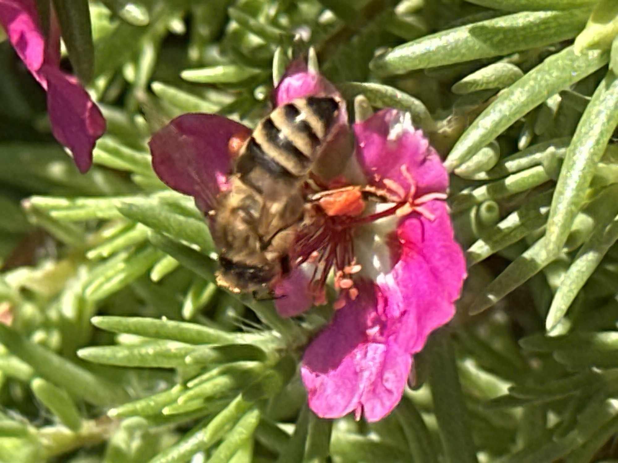 The image shows a close-up of a bee with yellow and black stripes on its abdomen, collecting pollen from a bright pink flower. The bee is positioned in the center of the flower, with its head facing downwards into the bloom. The flower has delicate, pointed petals and a visible stamen. The background consists of blurred green foliage, likely from the same plant or surrounding vegetation. The lighting suggests it is daytime, with sunlight casting shadows. The image does not contain any elements or context that would allow for identification of its location in the city of Lobacheve, Ukraine.
