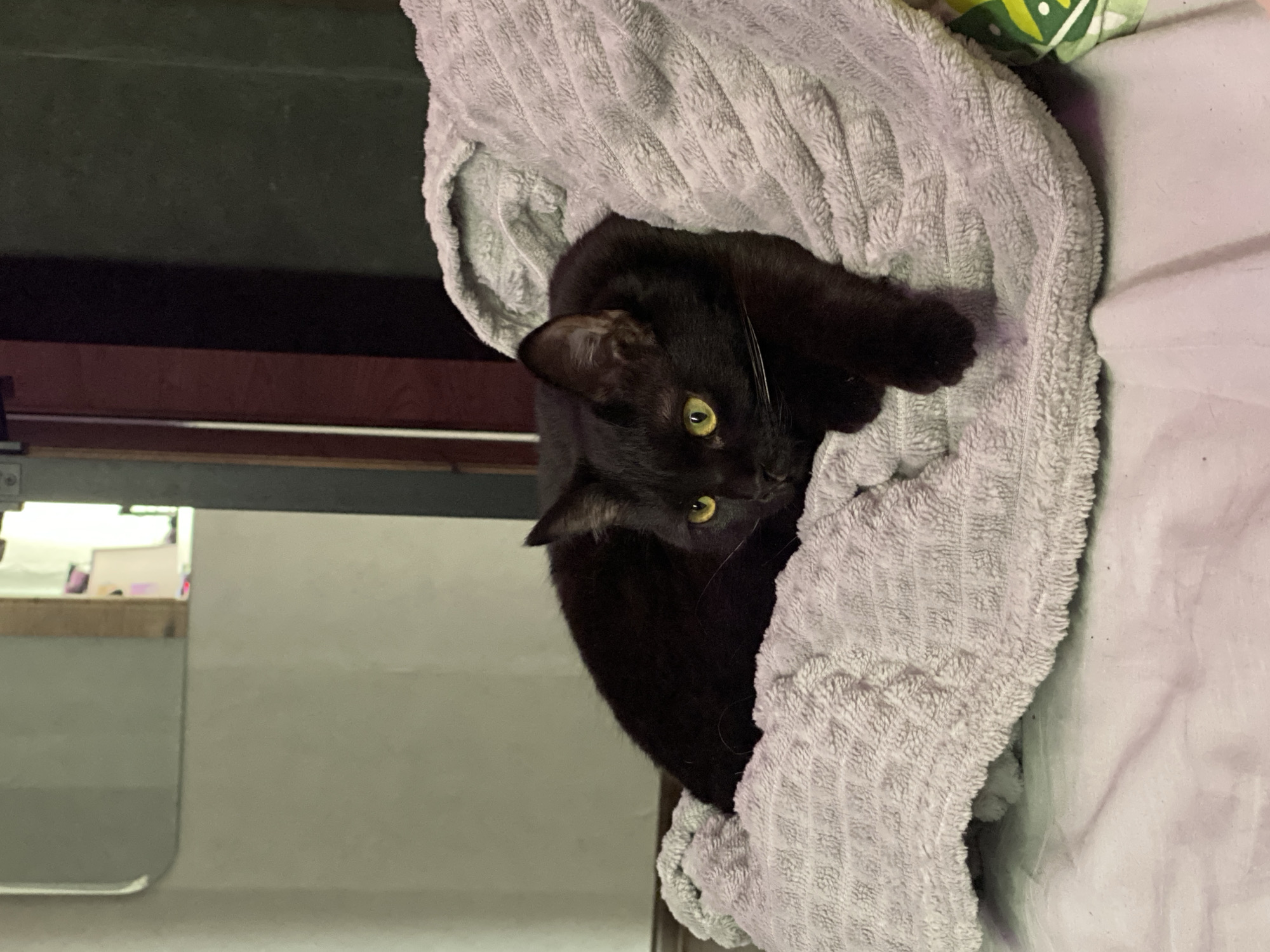 A black cat rests within the folds of a gray, textured towel. The cat's yellow-green eyes are visible. The towel is on a white surface. The location is not evident from this image.