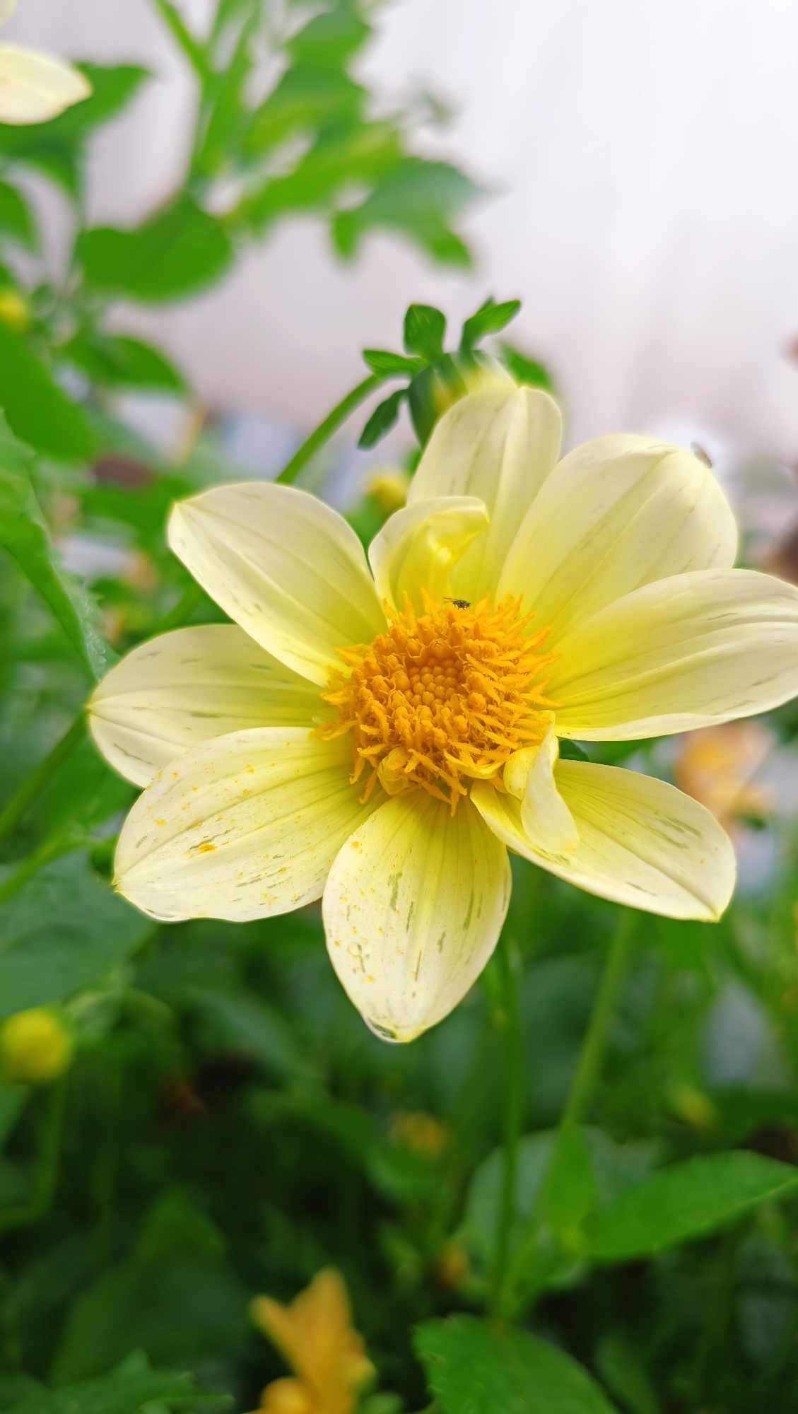 A single yellow dahlia flower is in focus, occupying the center of the frame. The flower has delicate, pale yellow petals with faint green streaks and small yellow speckles. Its center is a vibrant, textured orange. A tiny insect, likely a fly, is perched on the orange center. The background is a soft blur of green foliage, with hints of other yellow flowers and buds visible. The lighting suggests it is daytime, possibly overcast, given the soft illumination and lack of harsh shadows. There is no indication of the city of Karsha, Russia, in the image itself.