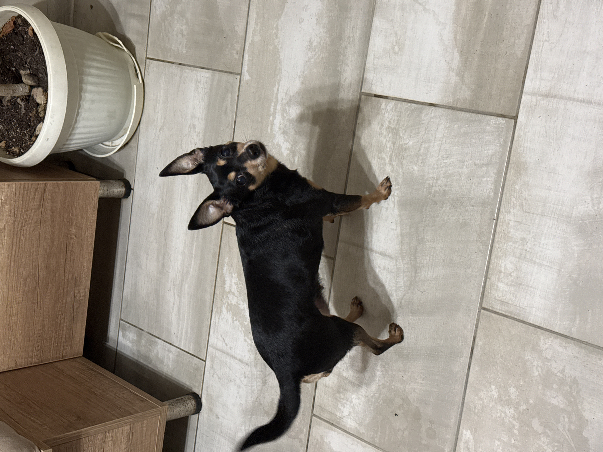 The scene captures a small, short-haired dog, predominantly black with tan markings on its muzzle, chest, and legs, standing on a light-colored tiled floor. The dog is positioned centrally and slightly angled, with its head turned towards the viewer, ears erect and alert. Its tail shows motion blur. In the upper left background, a light brown wooden furniture item with a visible metal leg is present. In the upper right background, a white fluted planter containing soil and a plant sits on a white saucer. The floor consists of large, rectangular light grey or beige tiles with defined grout lines. The lighting appears to be artificial, casting soft shadows. This interior scene is located in Stara Zagora, Bulgaria.