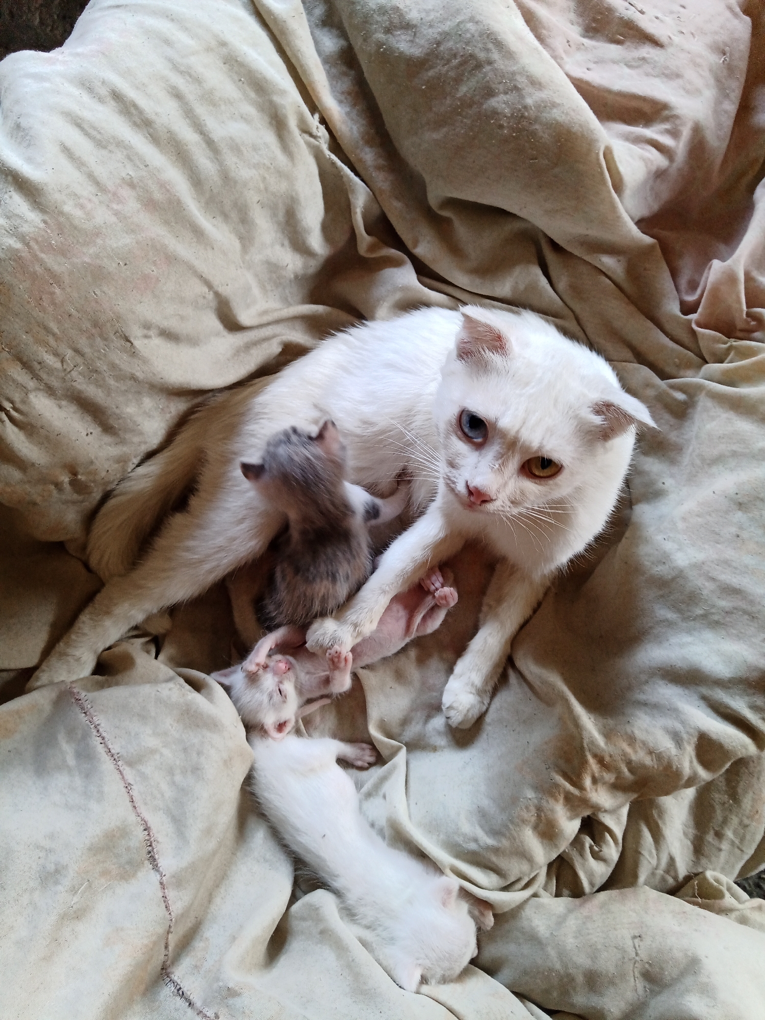 A high-angle medium shot captures a white cat with heterochromatic eyes, one blue and one amber, nestled among several newborn kittens. The mother cat is positioned in the center of the frame, with some of her kittens partially visible around her. The kittens are a mix of white and tabby, with one tabby kitten actively nursing. The scene is set on a rumpled, light-colored fabric, possibly a blanket or tarp, which appears worn and possibly soiled. The lighting is natural and diffused, casting soft shadows. The background is largely out of focus, with the fabric filling the majority of the image. No other people or objects are discernible in the frame. The location in Olenivka, Ukraine, is not visually represented in the image.