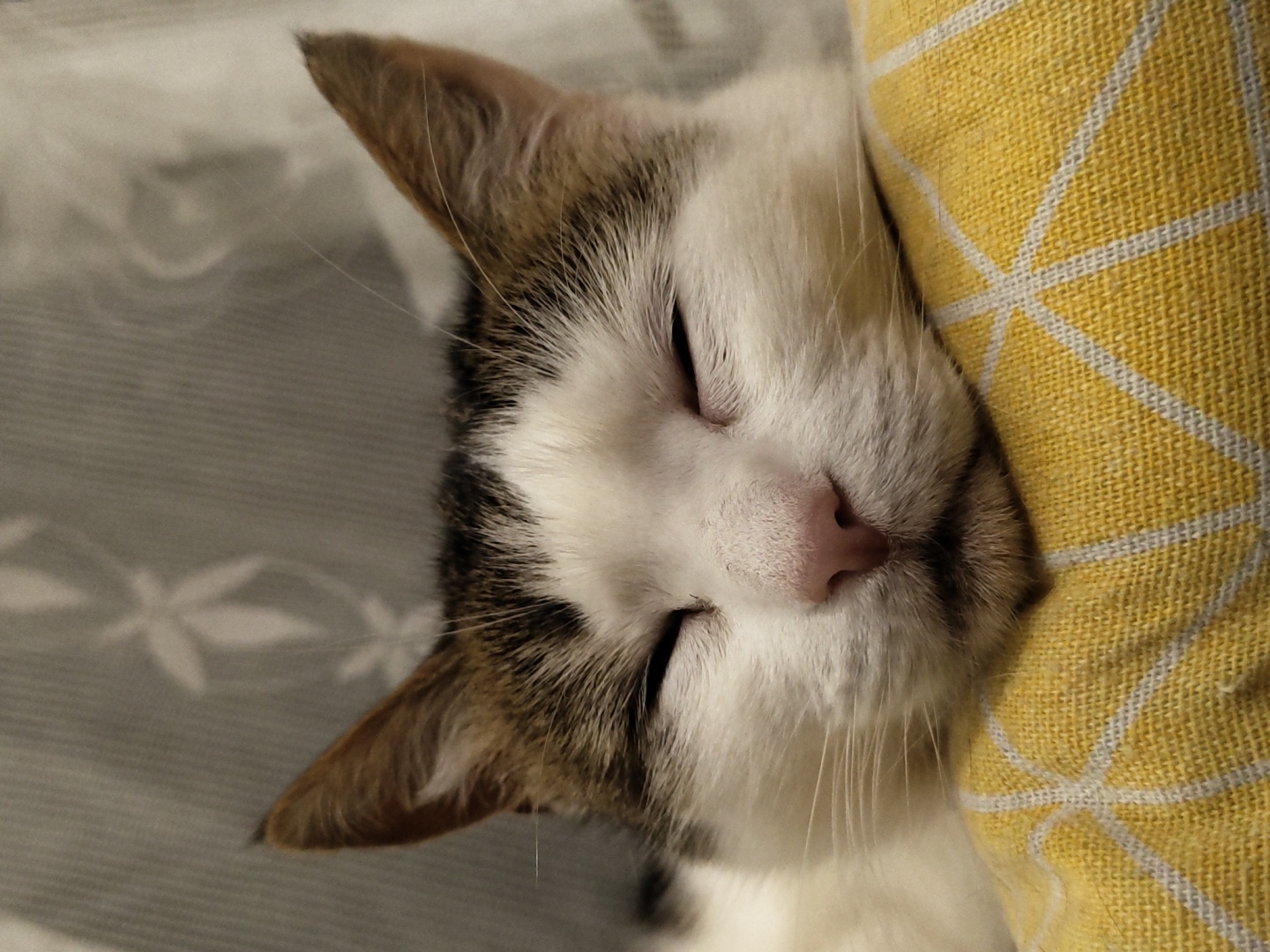 A close-up, eye-level shot captures a domestic cat sleeping peacefully on a yellow pillow. The cat's face is the primary focus, with its eyes closed and its head resting comfortably on the pillow. The cat has white fur with patches of brown and black on its head and ears. Its nose is pink, and its whiskers are visible. The yellow pillow has a subtle geometric pattern. In the background, a soft, blurred gray curtain with a floral design provides a gentle contrast to the sharp details of the cat and pillow. The lighting is dim, creating a serene atmosphere. The image does not provide any specific information about the location within a city.