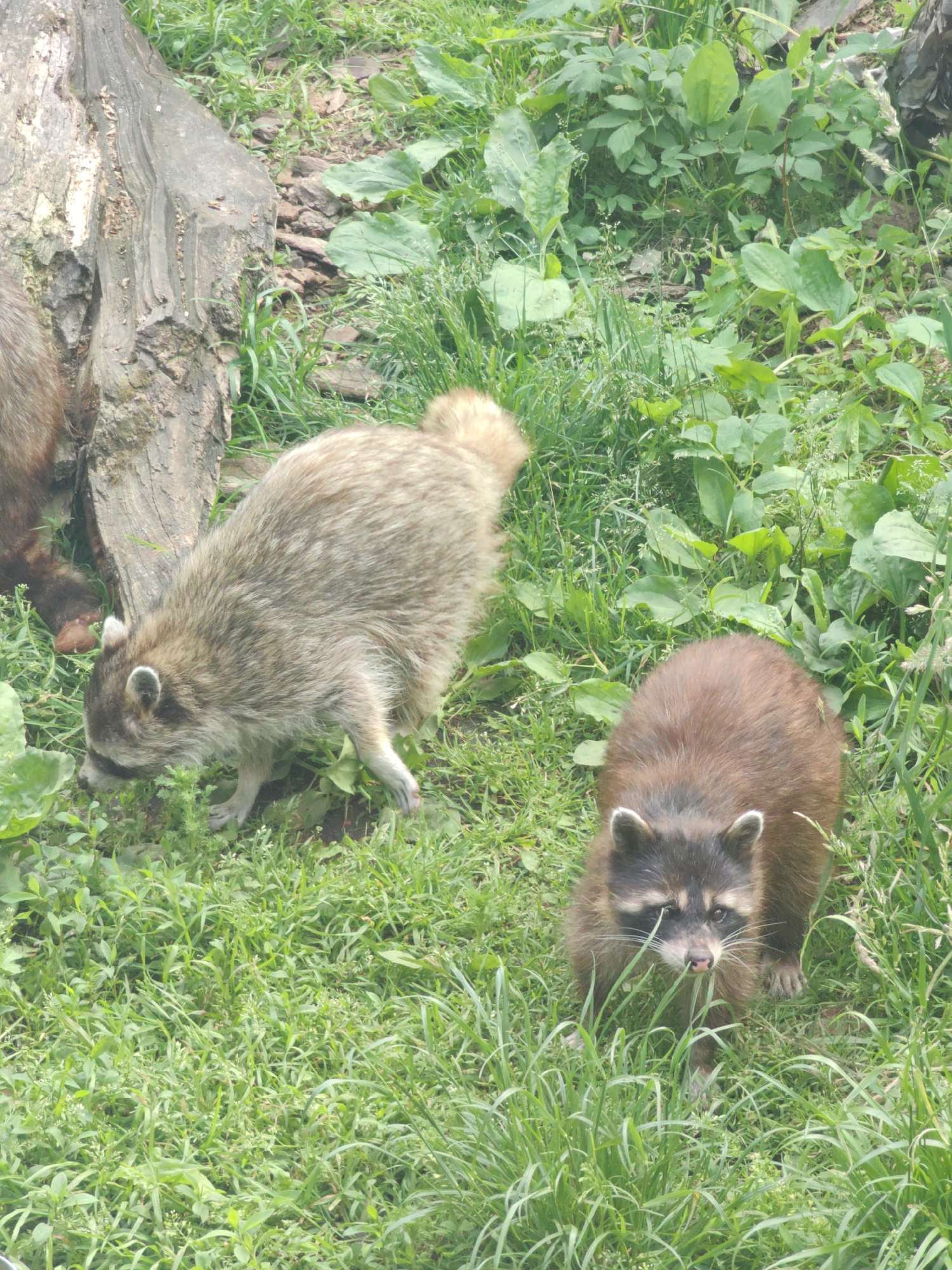 Two raccoons are in a grassy area with a fallen log. One raccoon, with lighter fur, is on the left, facing left and sniffing the ground. The other raccoon, with darker fur, is on the right, facing the camera. The area is overgrown with green grass and plants, and some bark chips are visible on the ground near the log.